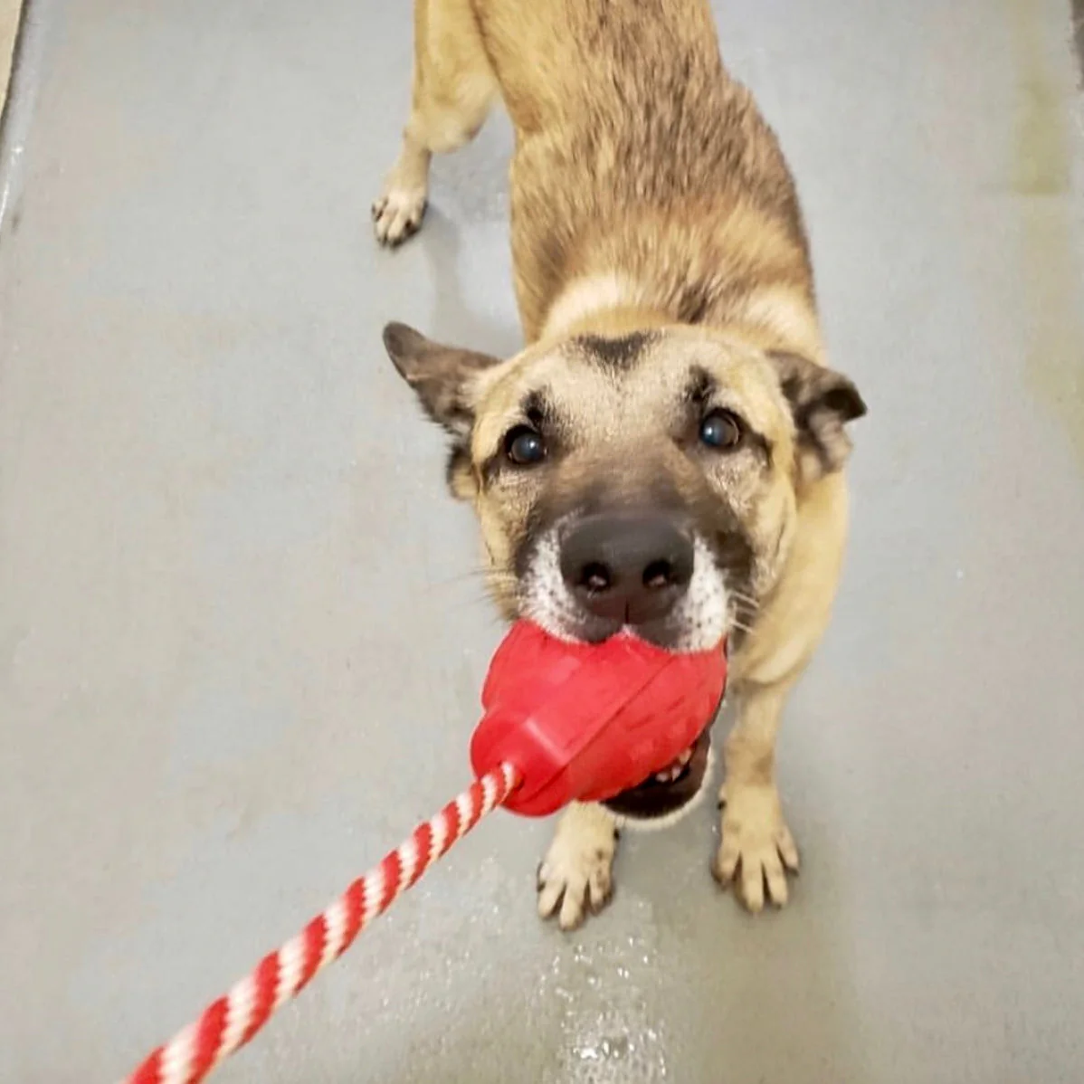 USA-K9 Grenade Rubber Dog Chew Toy | K9 Handler Reward Toy | Blue | USA Made - Image 5