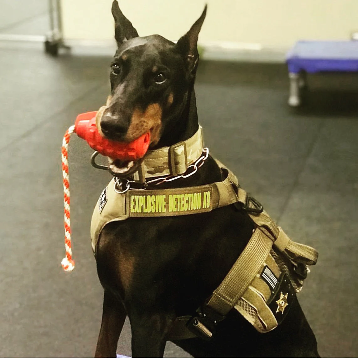 USA-K9 Magnum Grenade - Black Magnum Rubber Chew Toy for Extreme Chewers | USA Made - Image 5