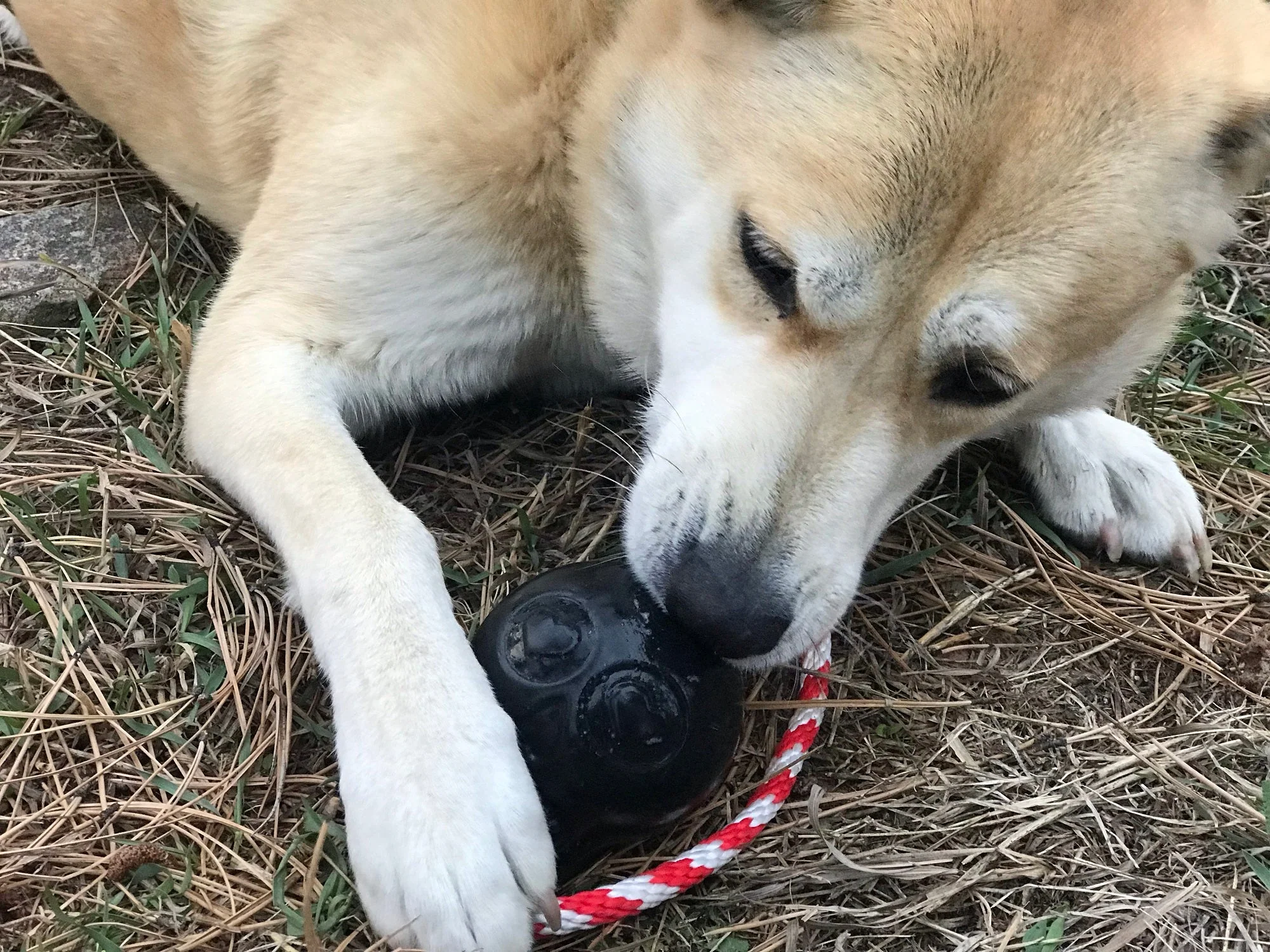 USA-K9 Skull Dog Chew Toy & Treat Dispenser - Made in USA | SodaPup - Image 6