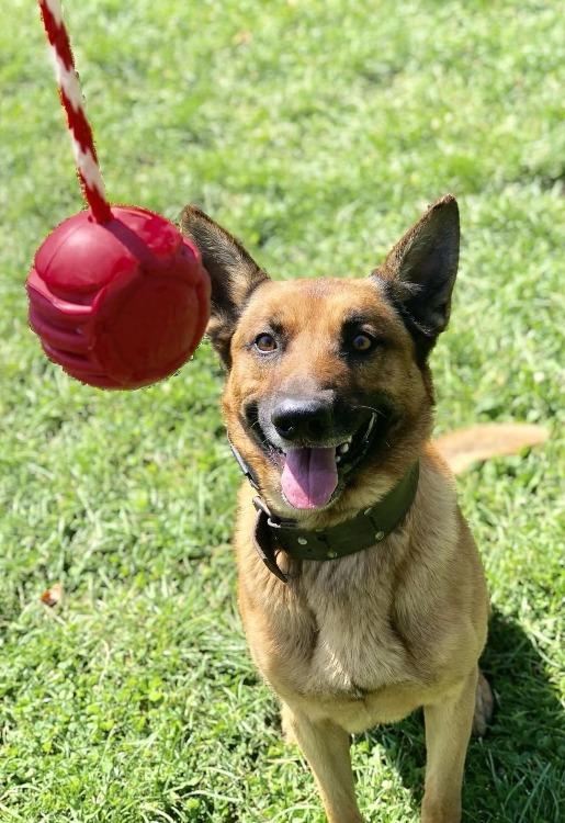 USA-K9 Stars and Stripes Rubber Dog Toy | K9 Handler Reward Toy | Red | USA Made - Image 5