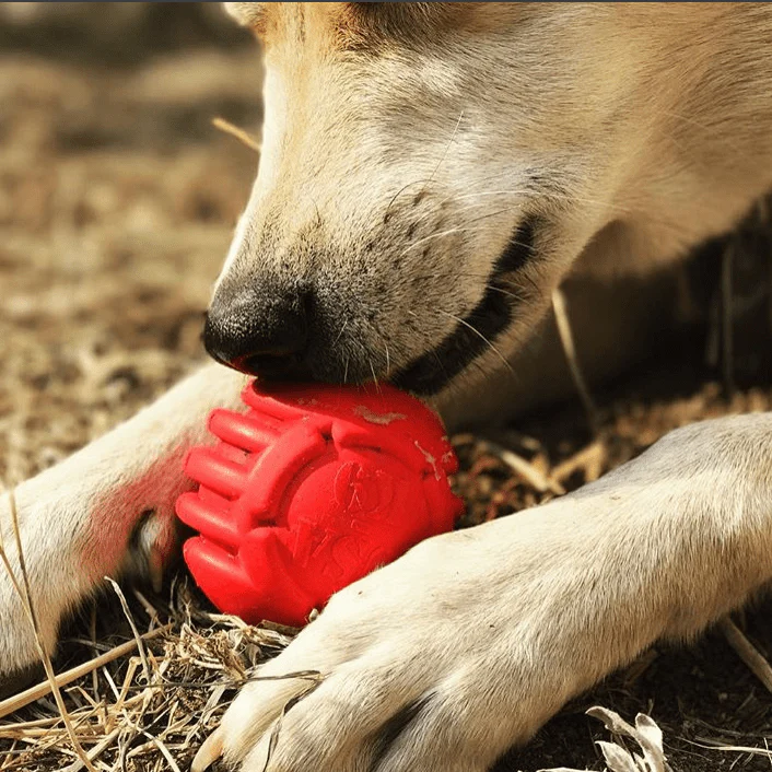 USA-K9 Stars and Stripes Rubber Dog Toy | K9 Handler Reward Toy | Red | USA Made - Image 7