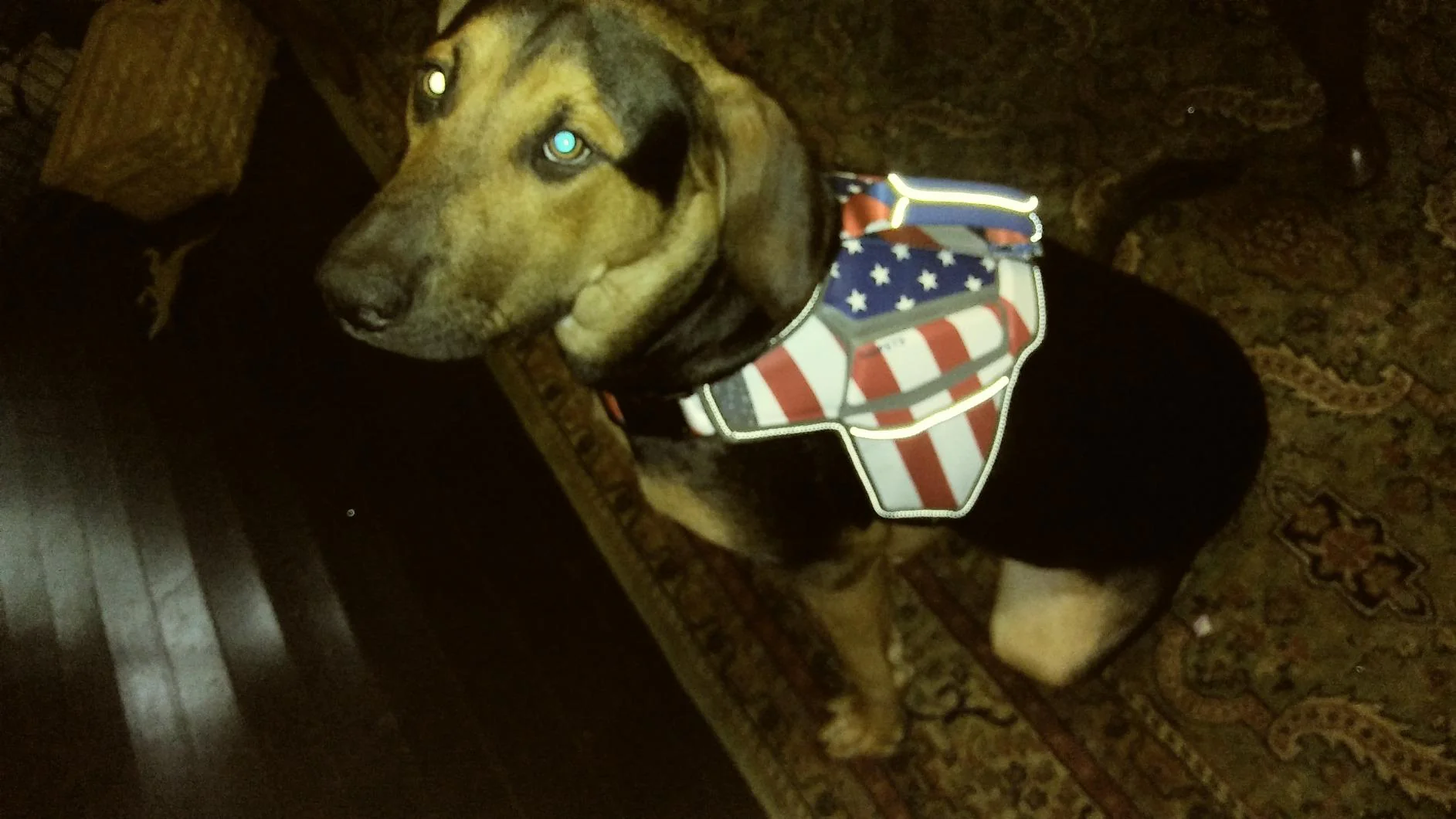 USA Patriotic Star Dog Harness+Leash Set - Image 10