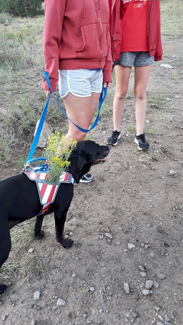 USA Patriotic Star Dog Harness+Leash Set - Image 11