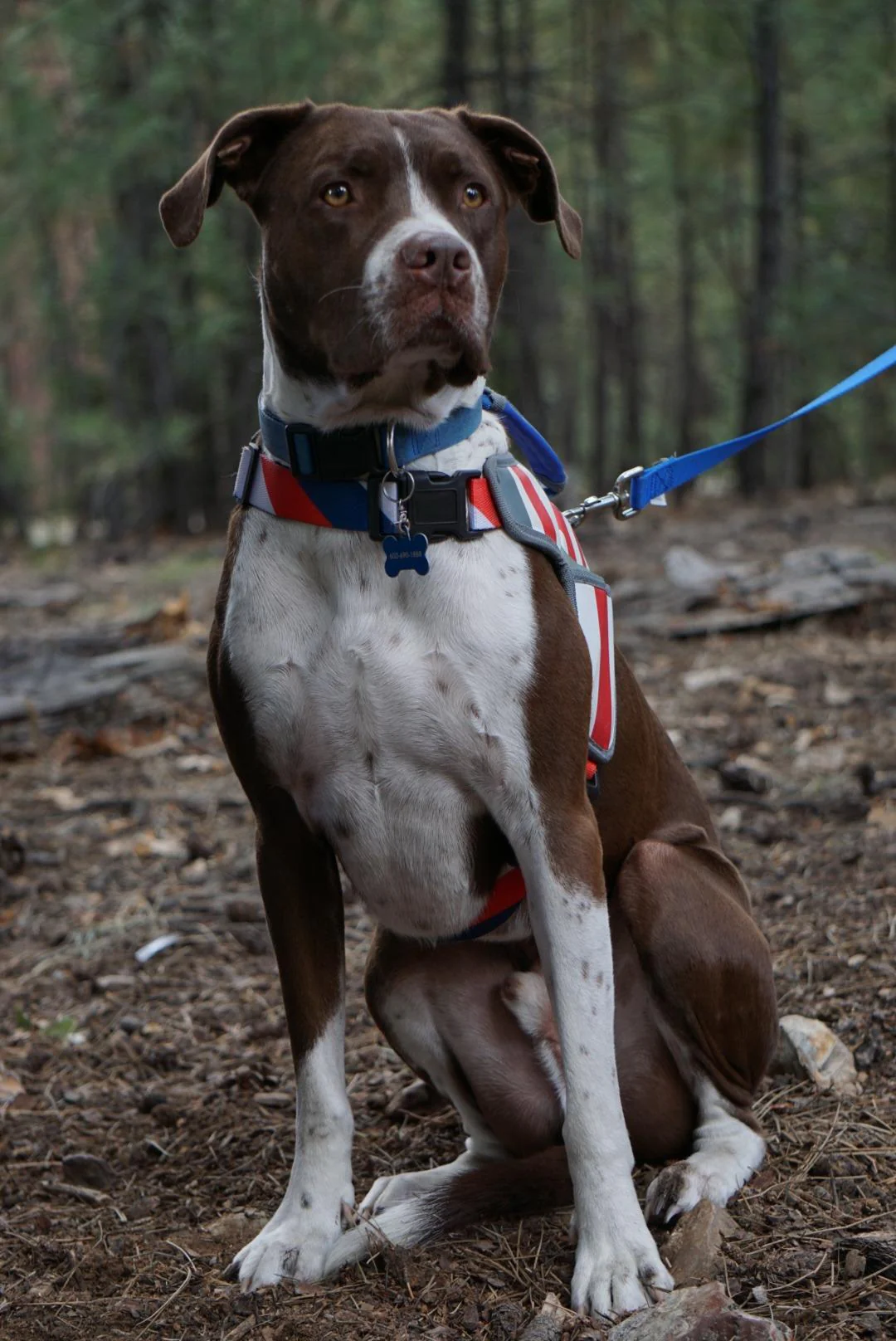 USA Patriotic Star Dog Harness+Leash Set - Image 8