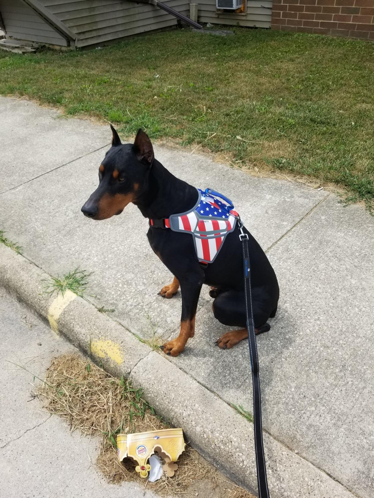 USA Patriotic Star Dog Harness+Leash Set - Image 9