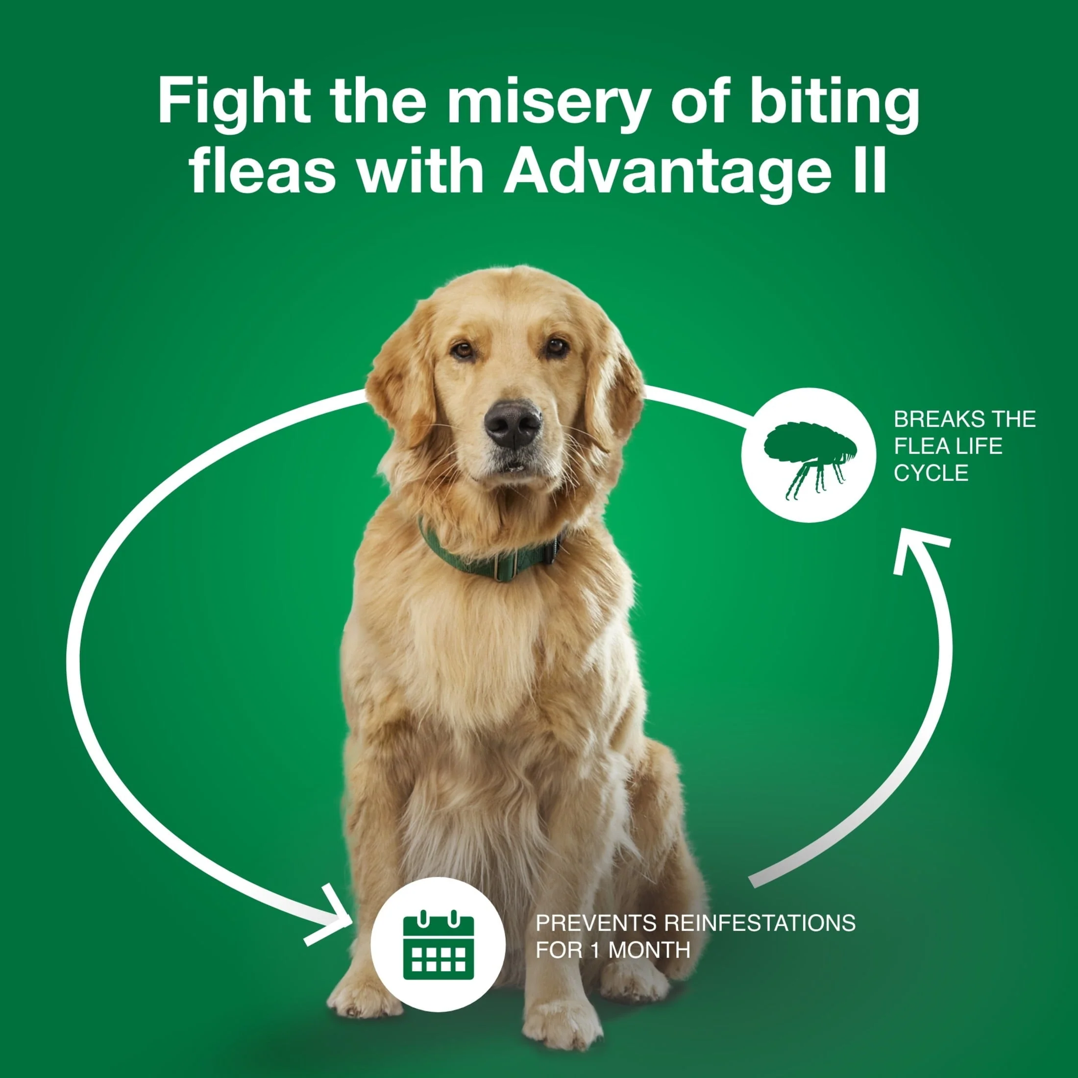 Vet-Recommended Flea Prevention for Medium Dogs 11-20 Lbs, 6-Monthly Treatments - Image 3