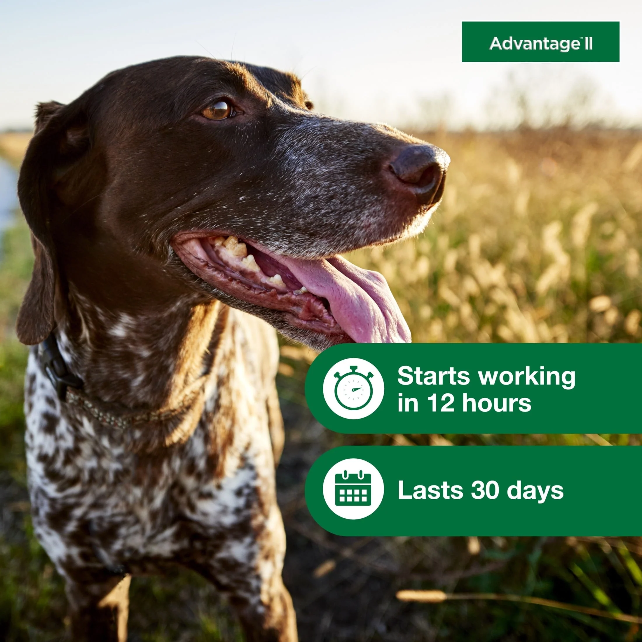Vet-Recommended Flea Prevention for Medium Dogs 11-20 Lbs, 6-Monthly Treatments - Image 5