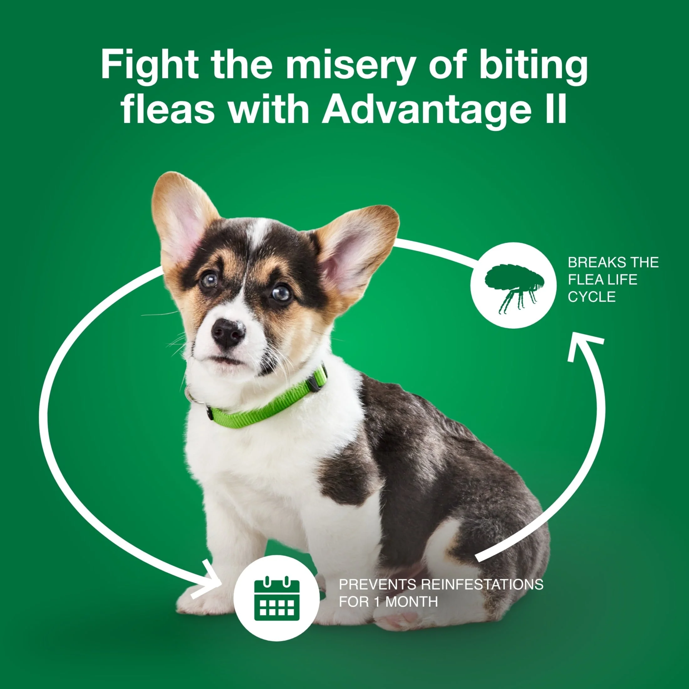 Vet-Recommended Flea Prevention for Small Dogs 3-10 Lbs, 6-Monthly Treatments - Image 3