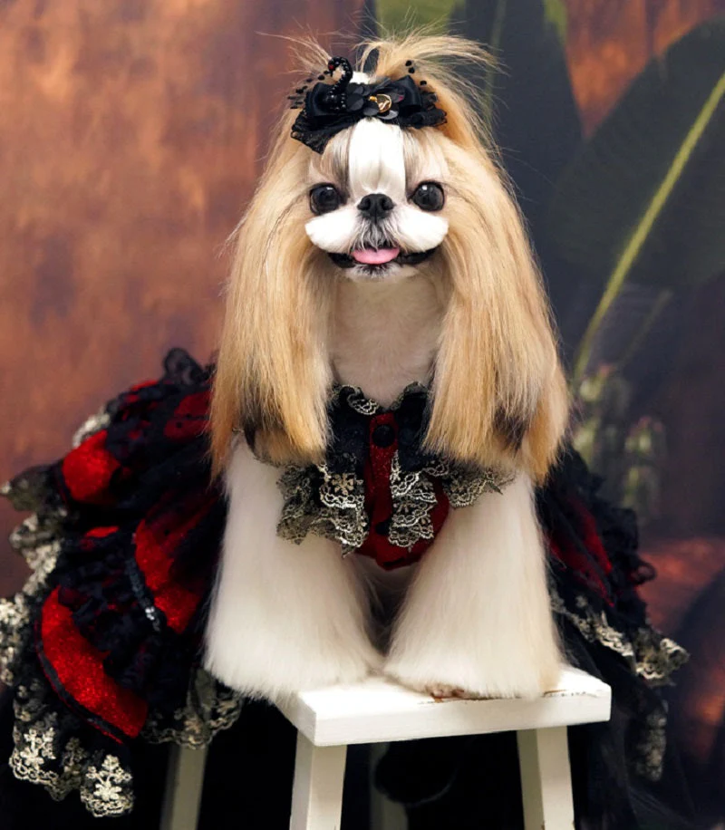 Victorian-Inspired Red and Black Lace Dog Trailing Dress Gothic Pet Gown Clinoline - Image 4