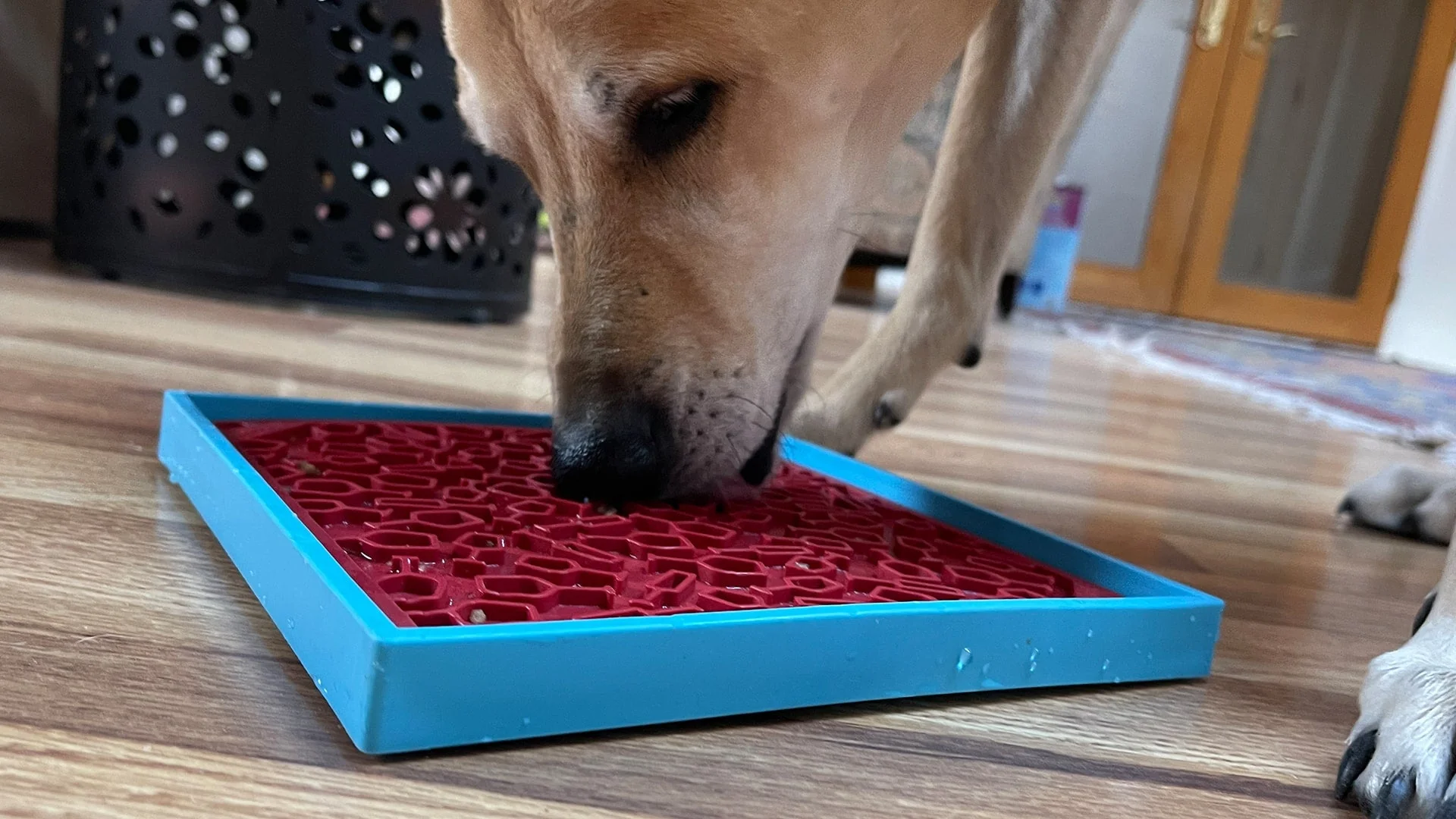 Vino Dog eMat - Enrichment Lick Mat For Dogs and Cats | Wine-Inspired Design| SodaPup - Image 9
