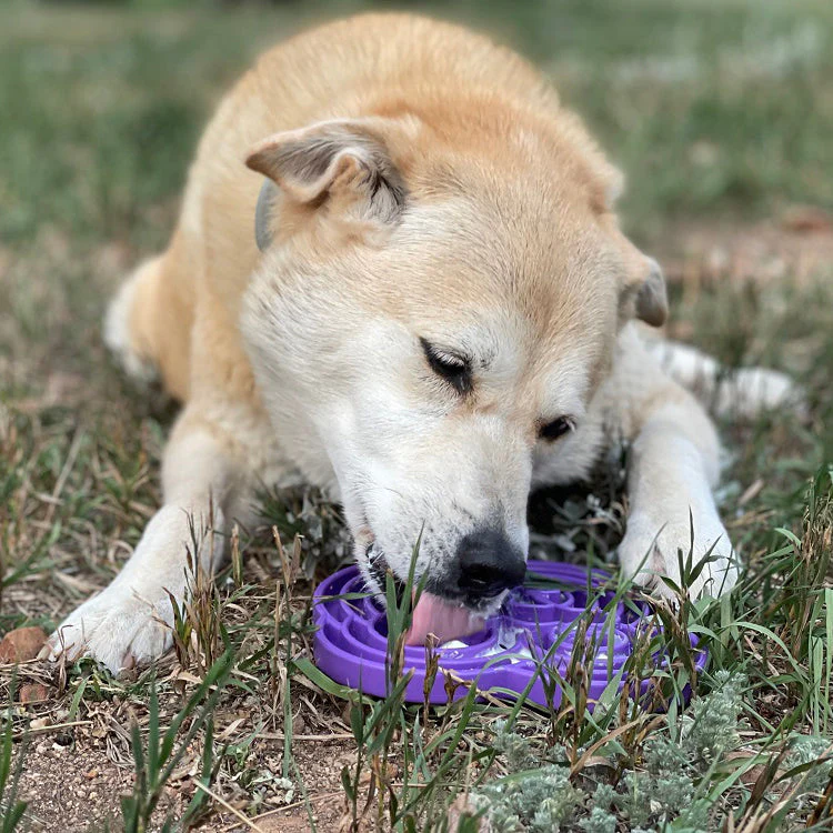 Water Frog eTray - Shallow Slow Feeder Dog Bowl for Enrichment | USA Made - Image 9