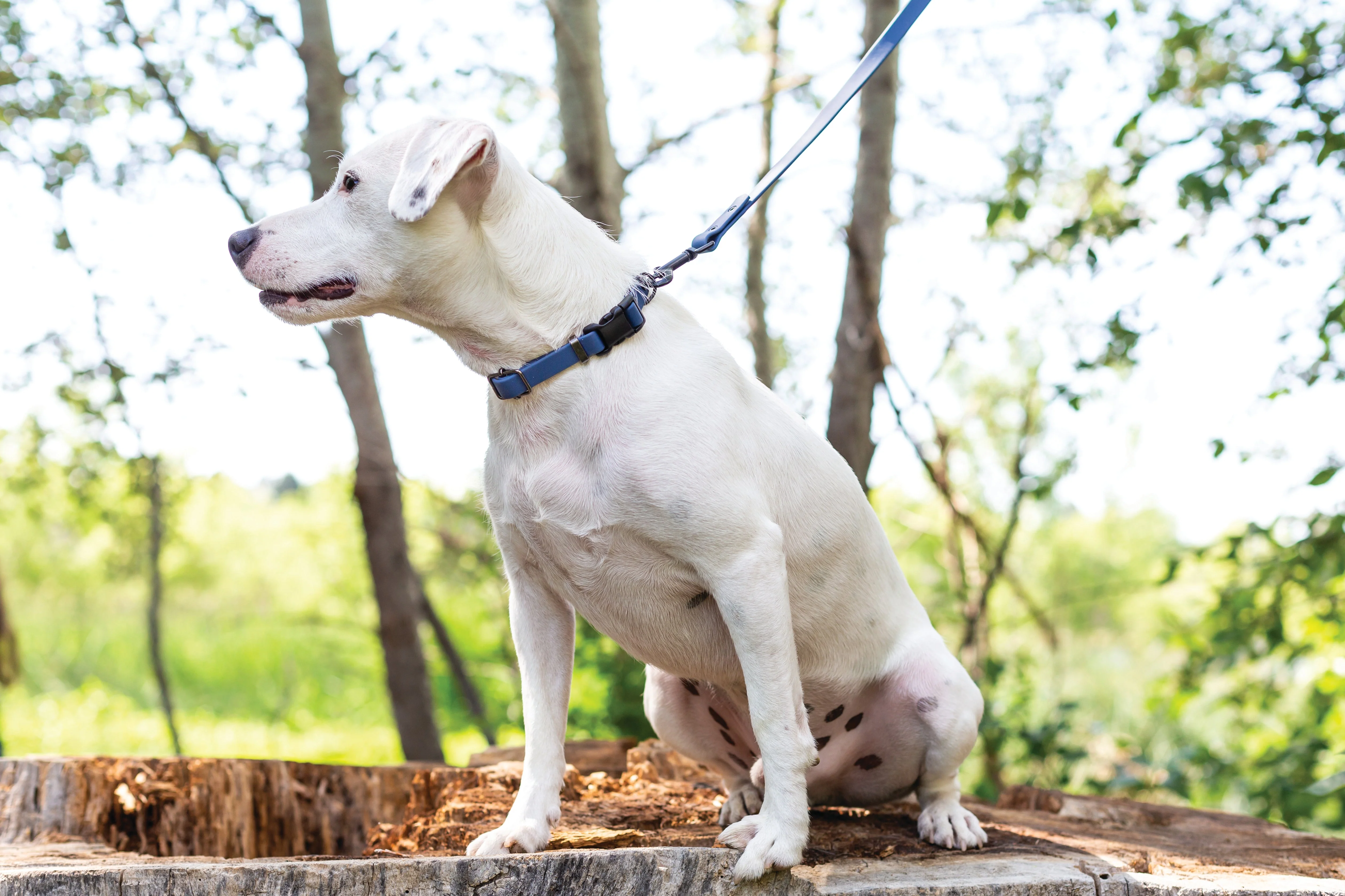 Waterproof Blue Jeans Super Soft PVC Dog Leash - Image 3