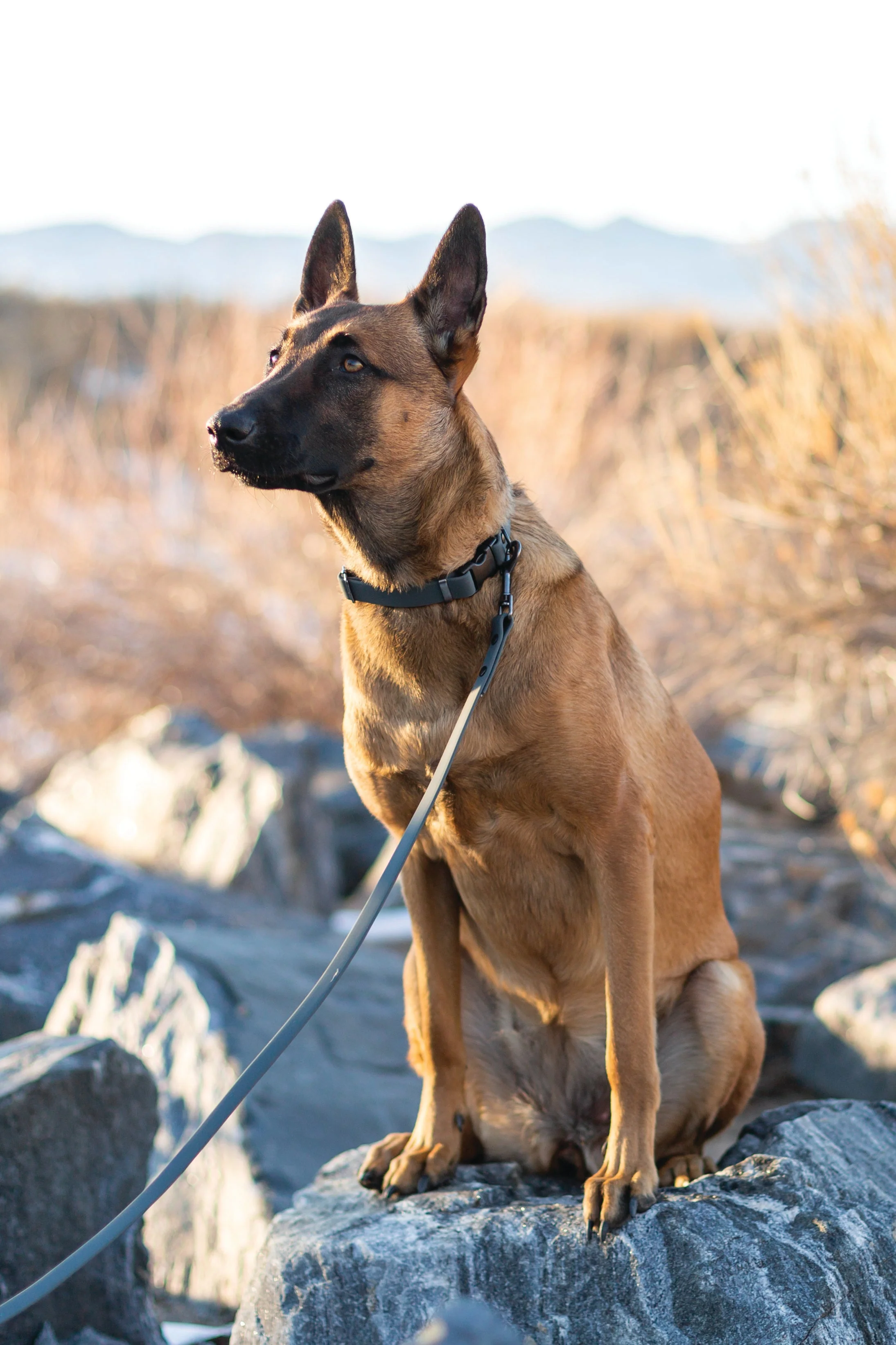 Waterproof Charcoal Super Soft PVC Dog Collar - Image 2