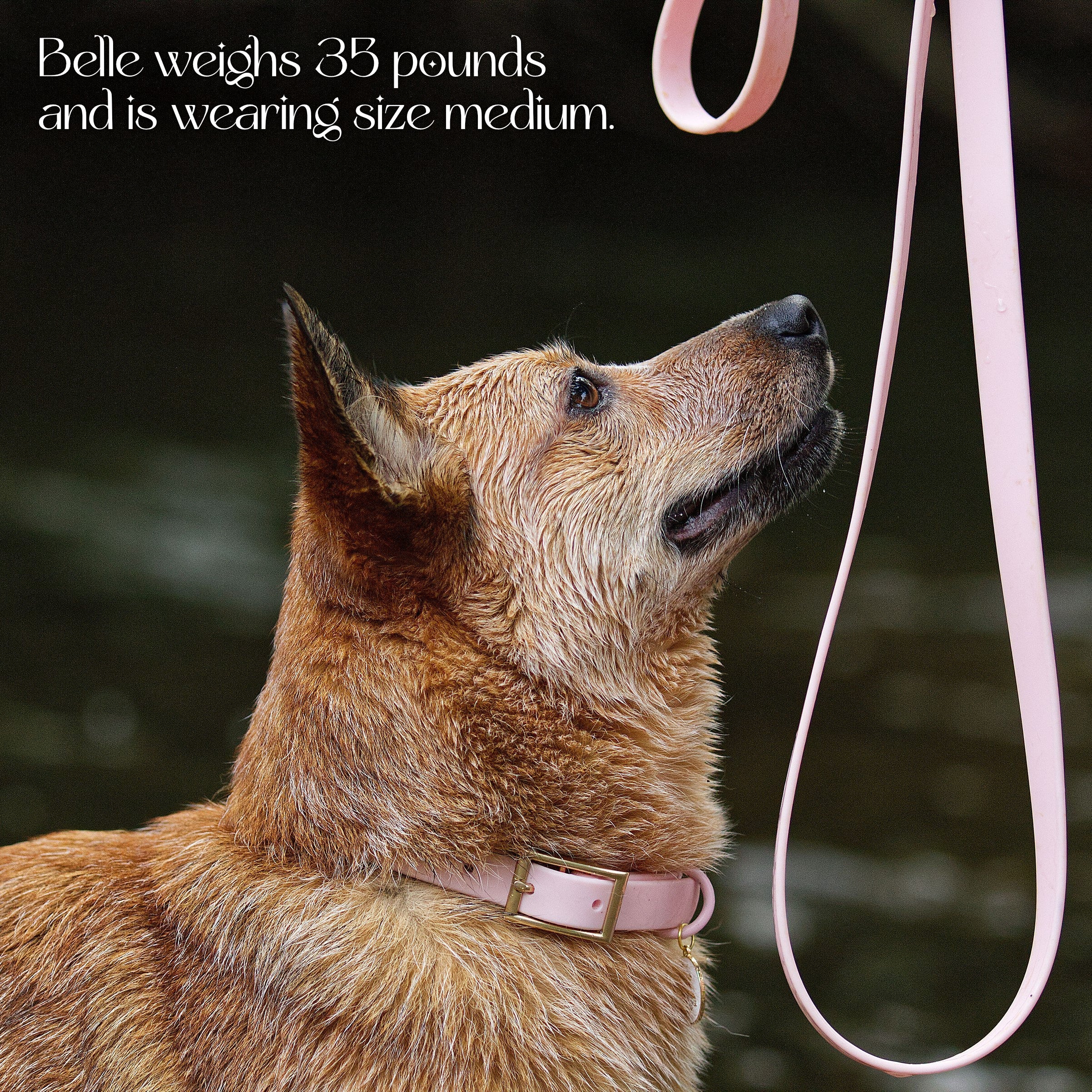 Waterproof Collar - Image 11