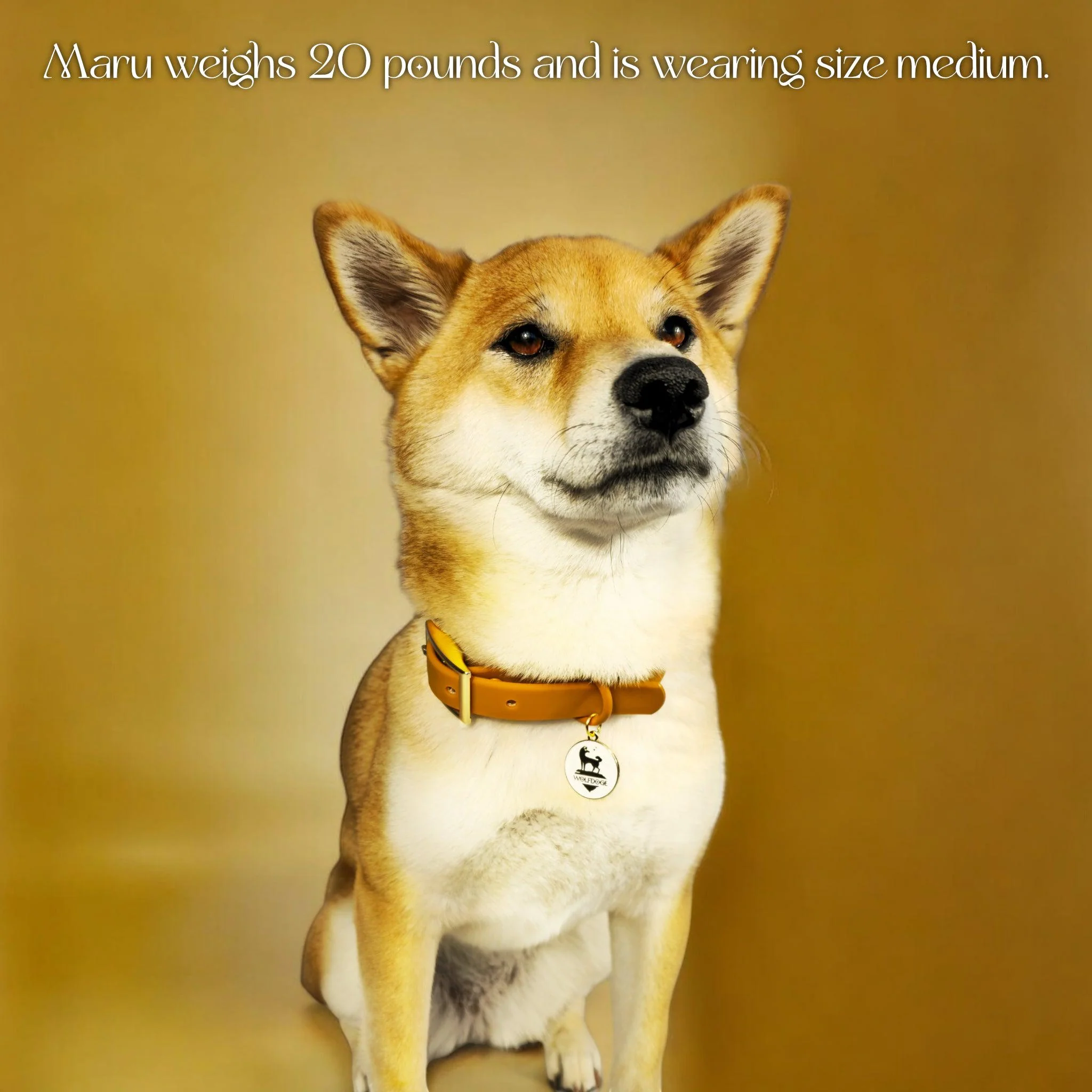 Waterproof Collar - Image 12