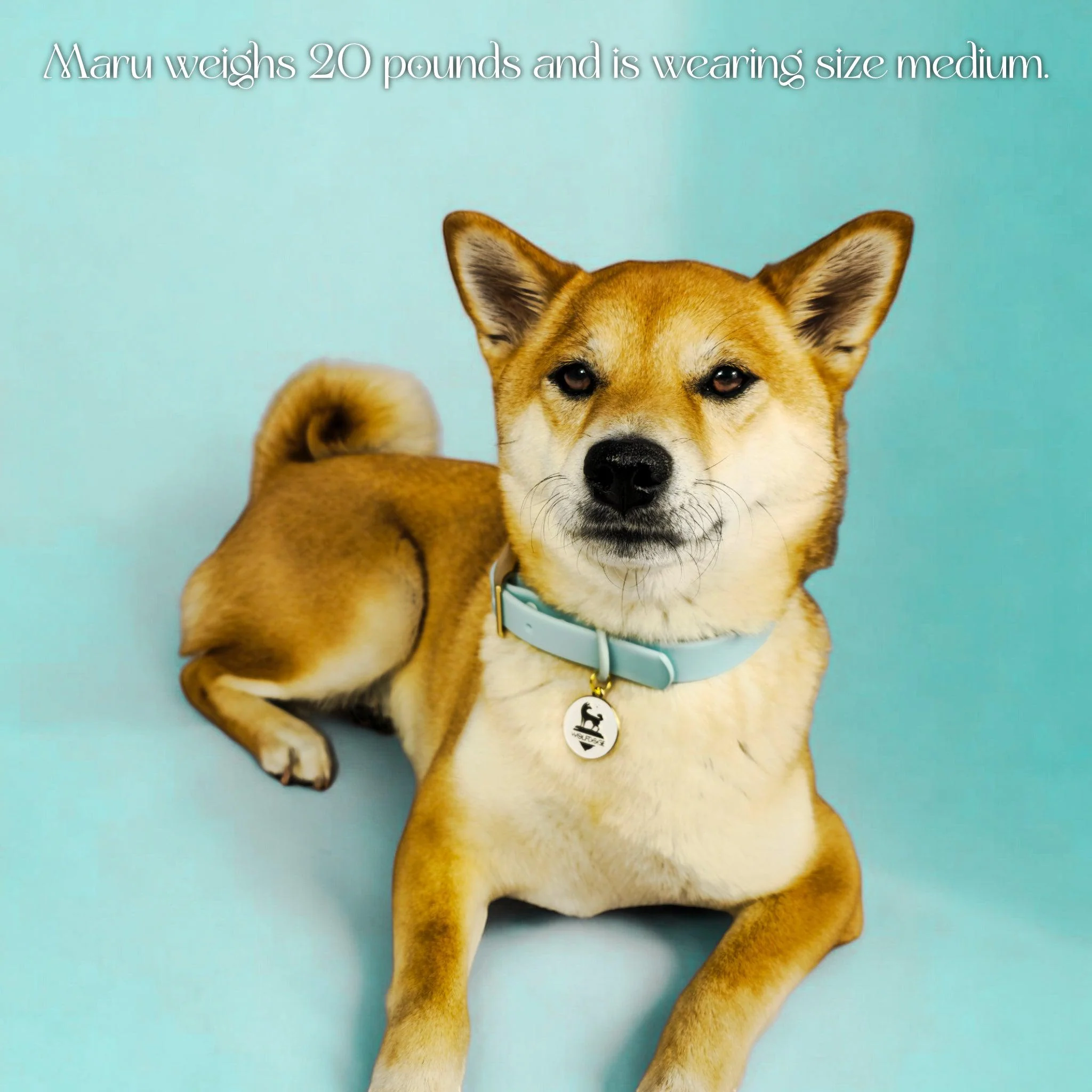 Waterproof Collar - Image 13