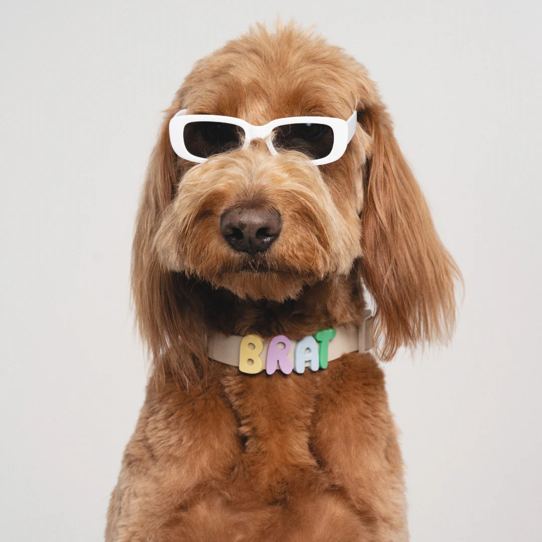 Waterproof Dog Collar - Image 13