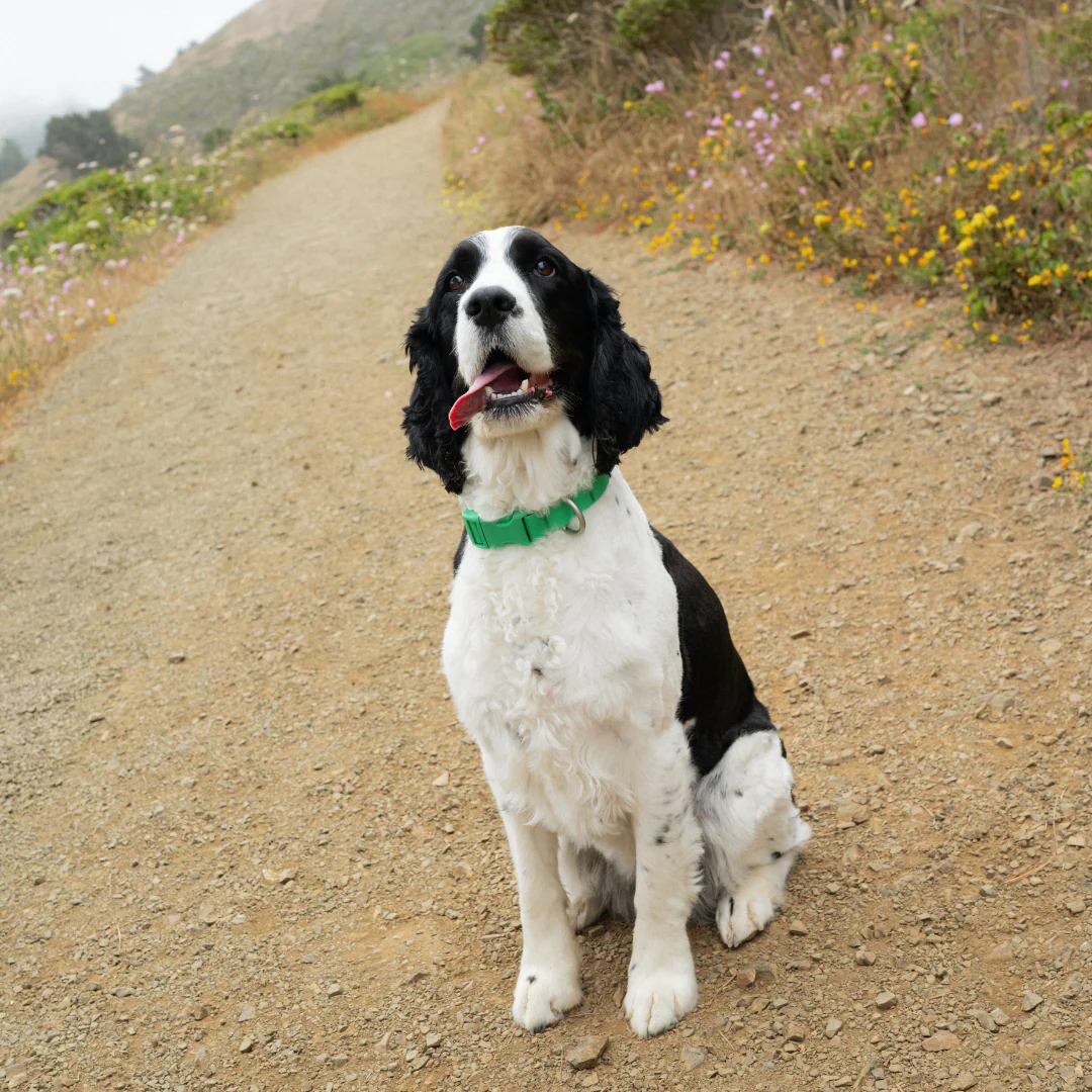 Waterproof Dog Collar - Image 3