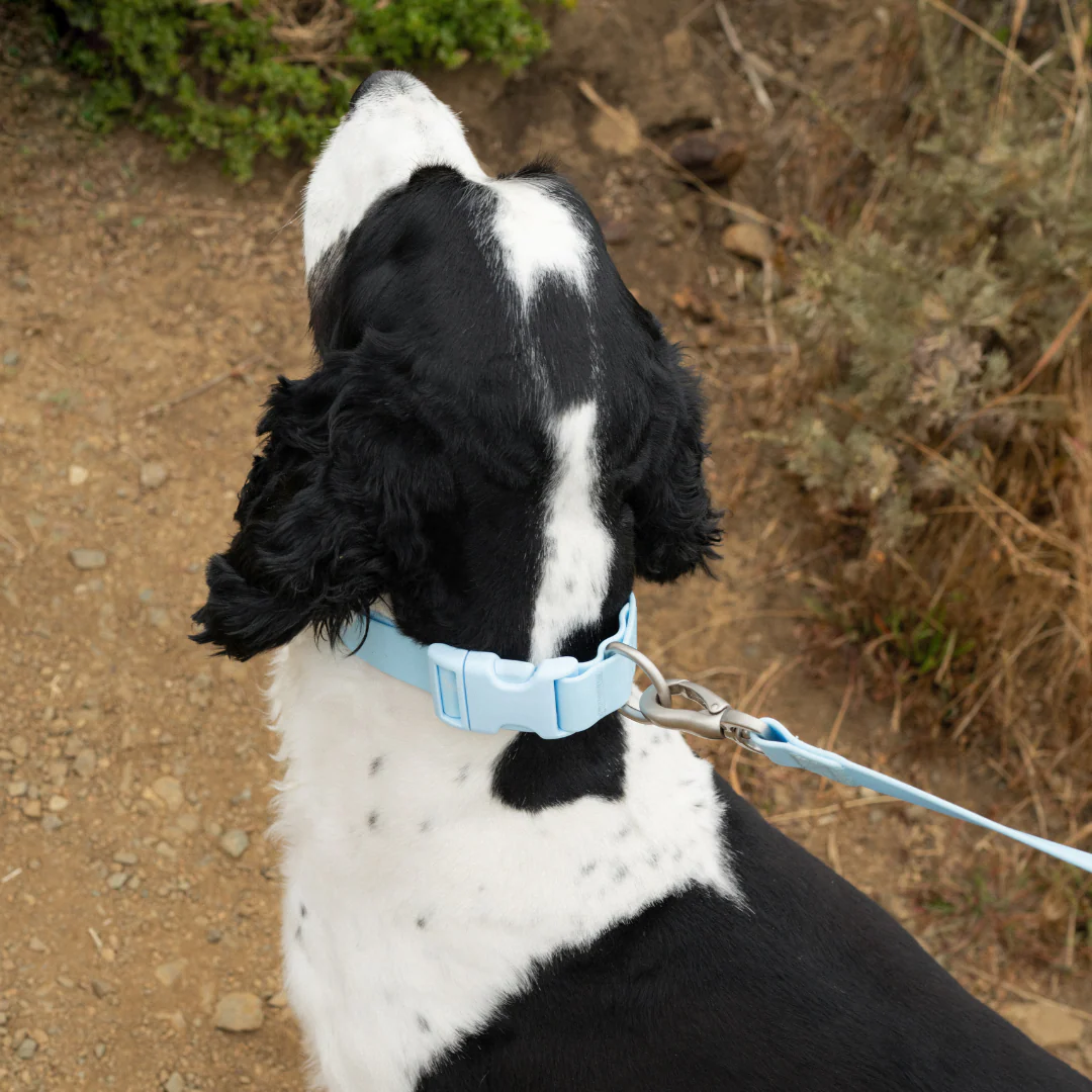 Waterproof Dog Collar - Image 40