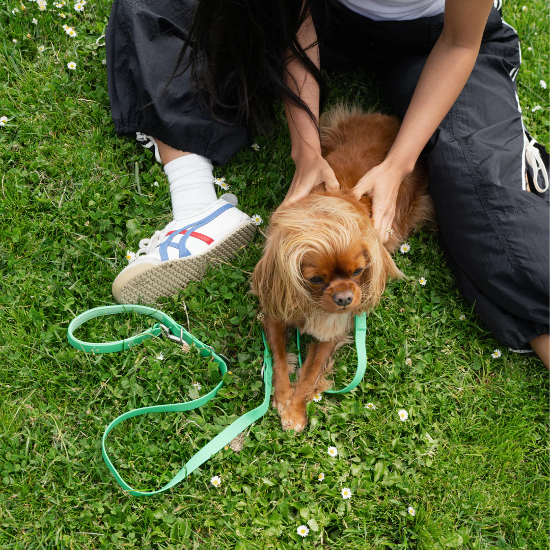 Waterproof Dog Leash - 5ft - Image 17