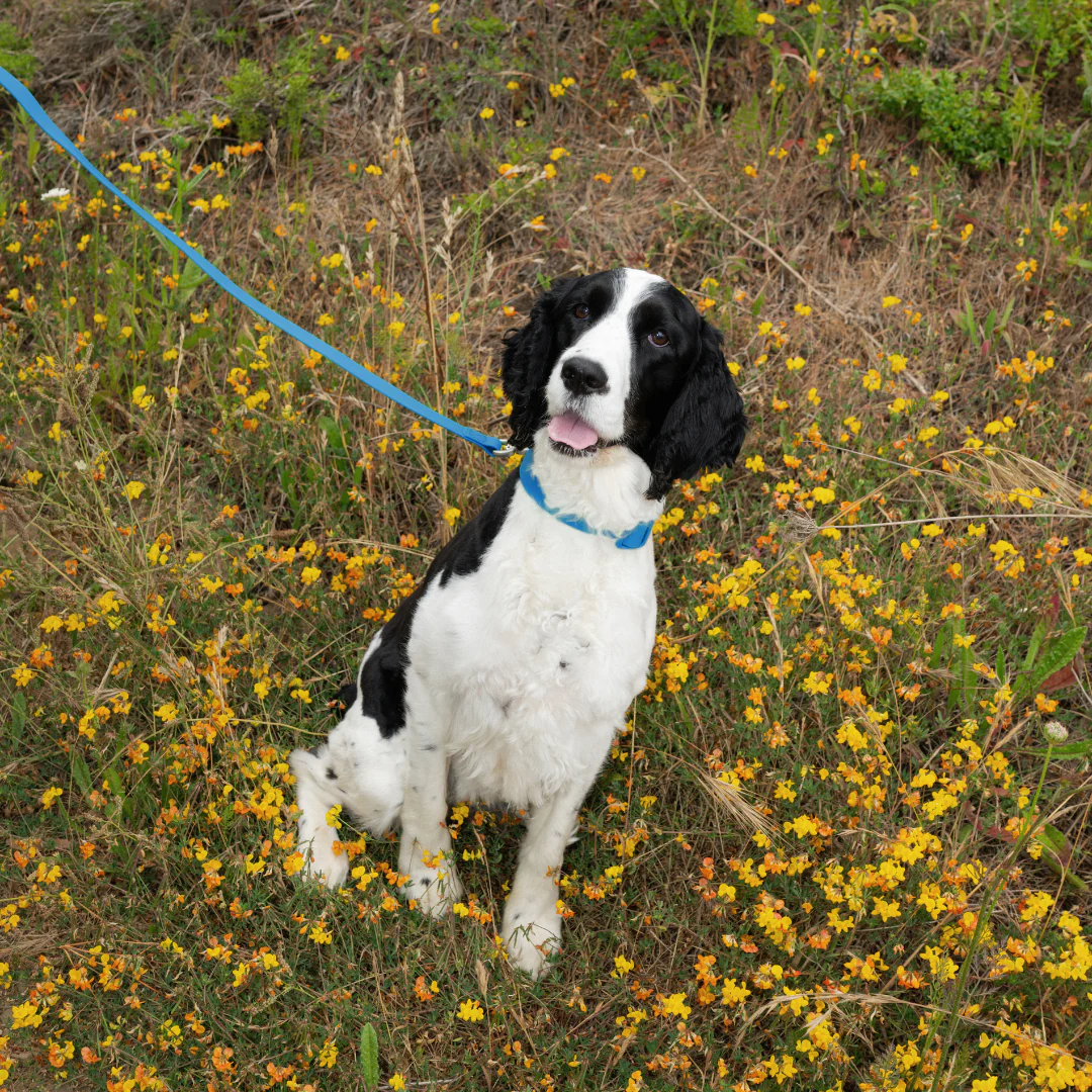 Waterproof Dog Leash - 5ft - Image 21