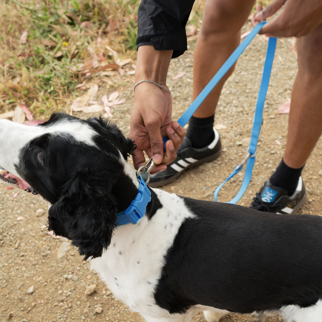 Waterproof Dog Leash - 5ft - Image 22
