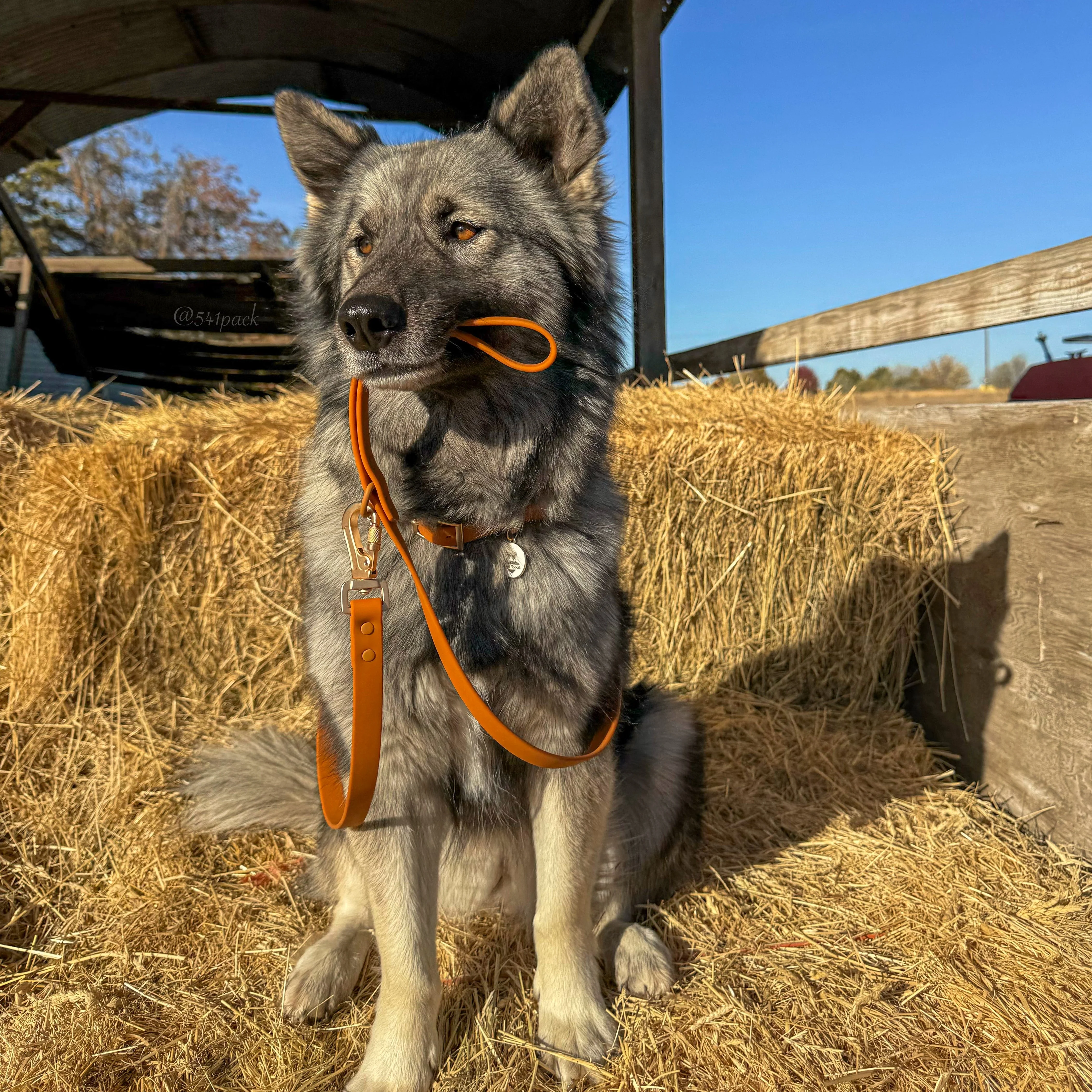 Waterproof Leash - Image 11