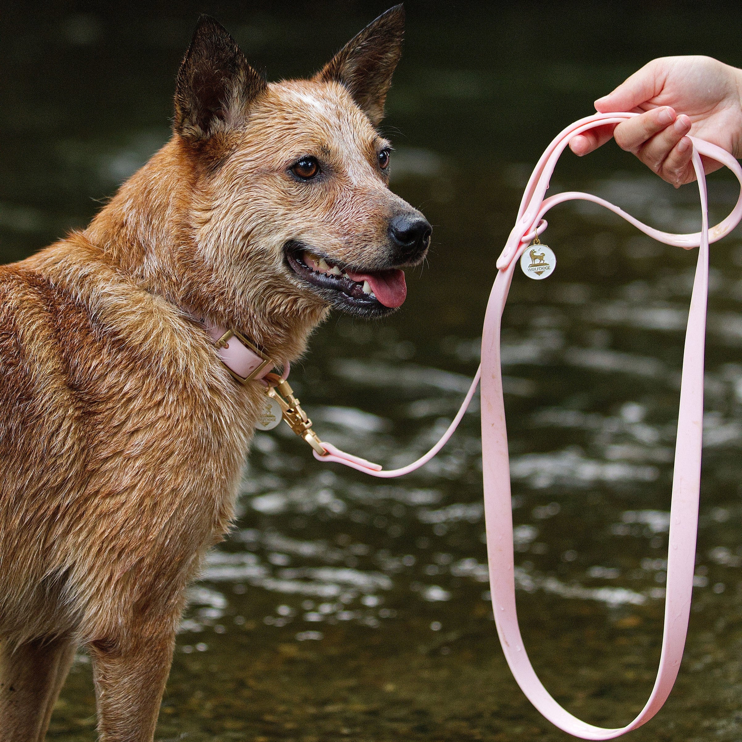 Waterproof Leash - Image 12