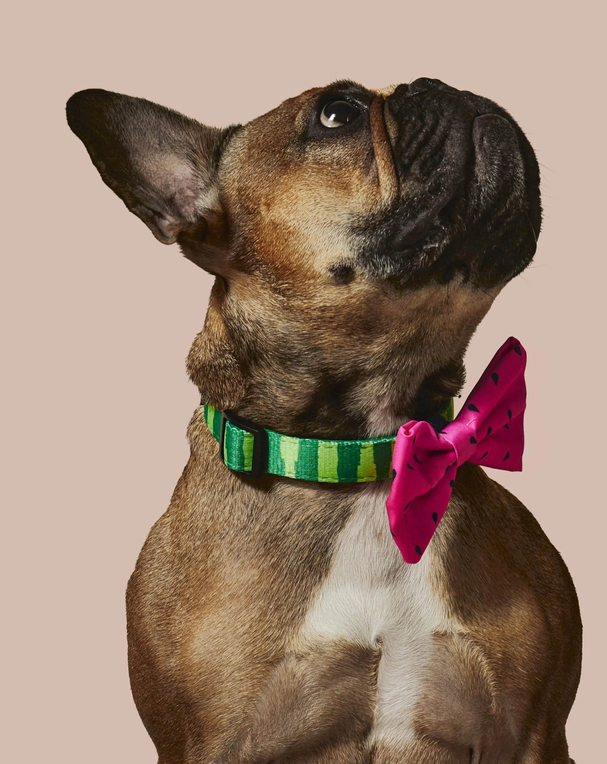 What-A-Melon Collar & Bowtie - Image 2