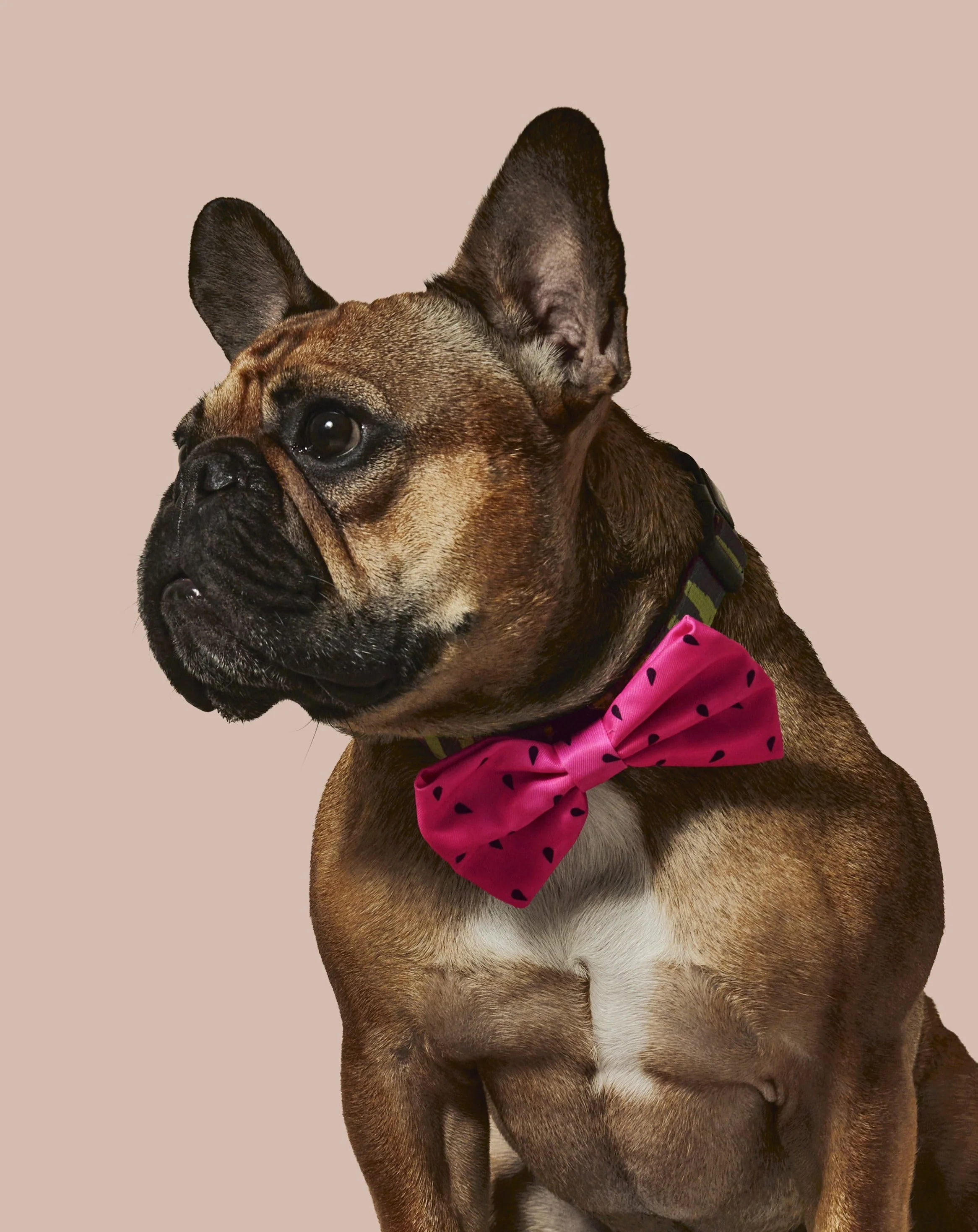 What-A-Melon Collar & Bowtie - Image 3