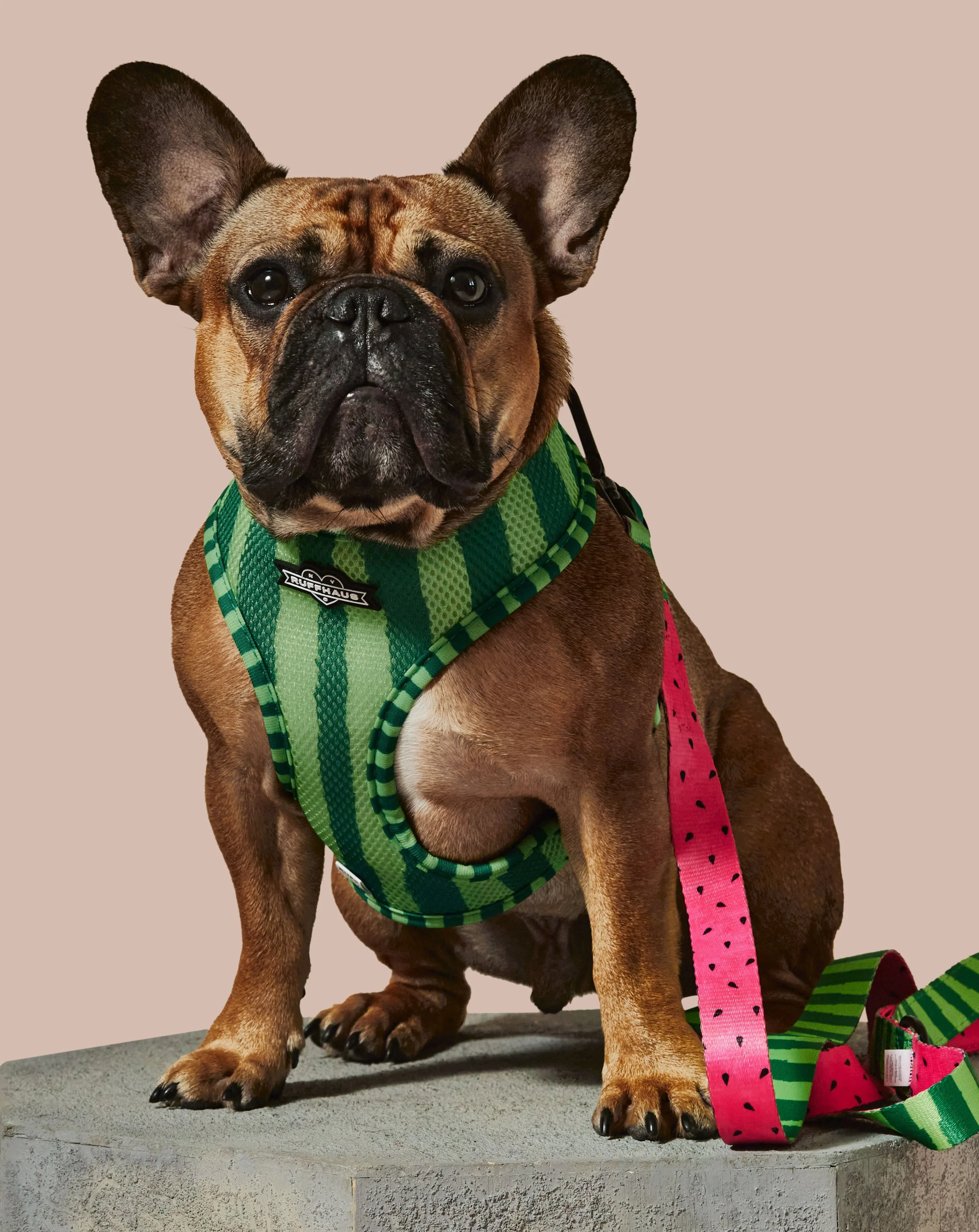 What-A-Melon Dog Leash - Image 2