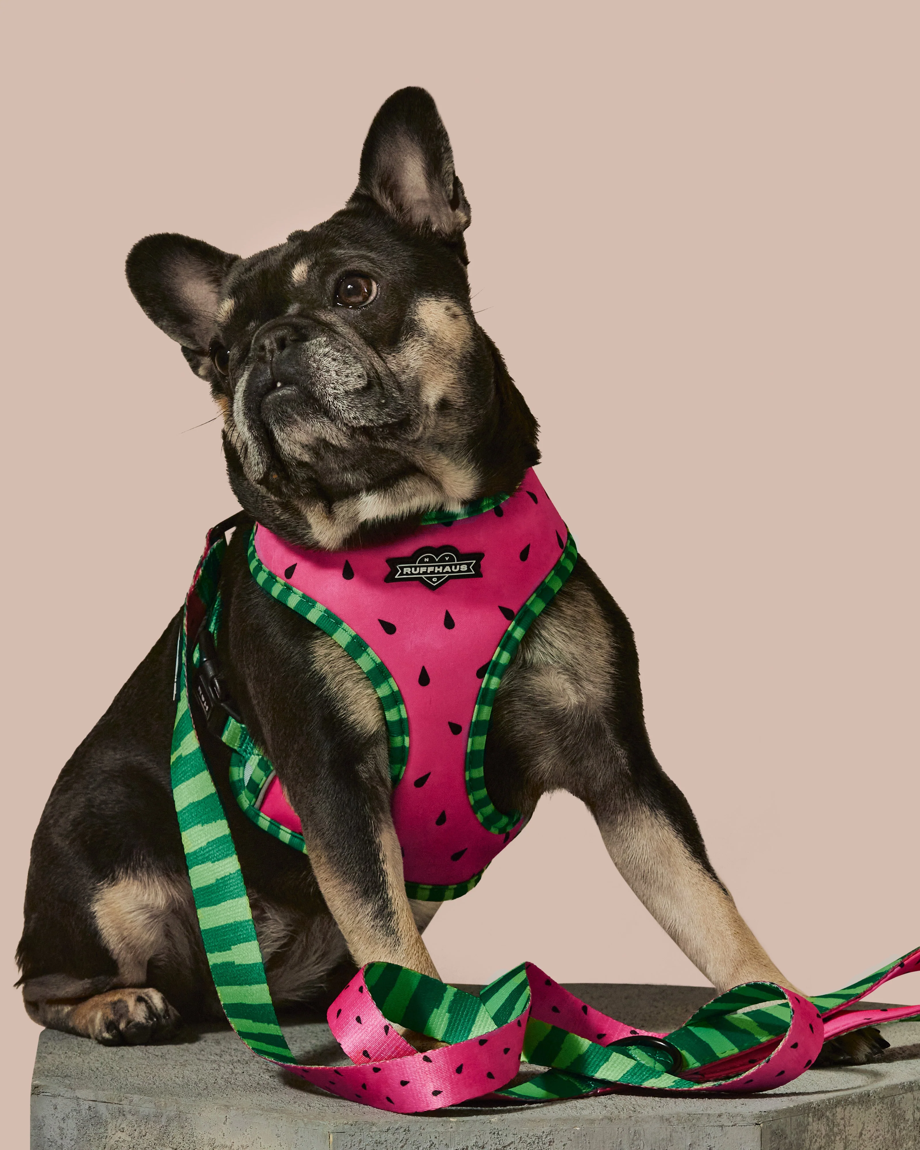 What-A-Melon Dog Leash - Image 3