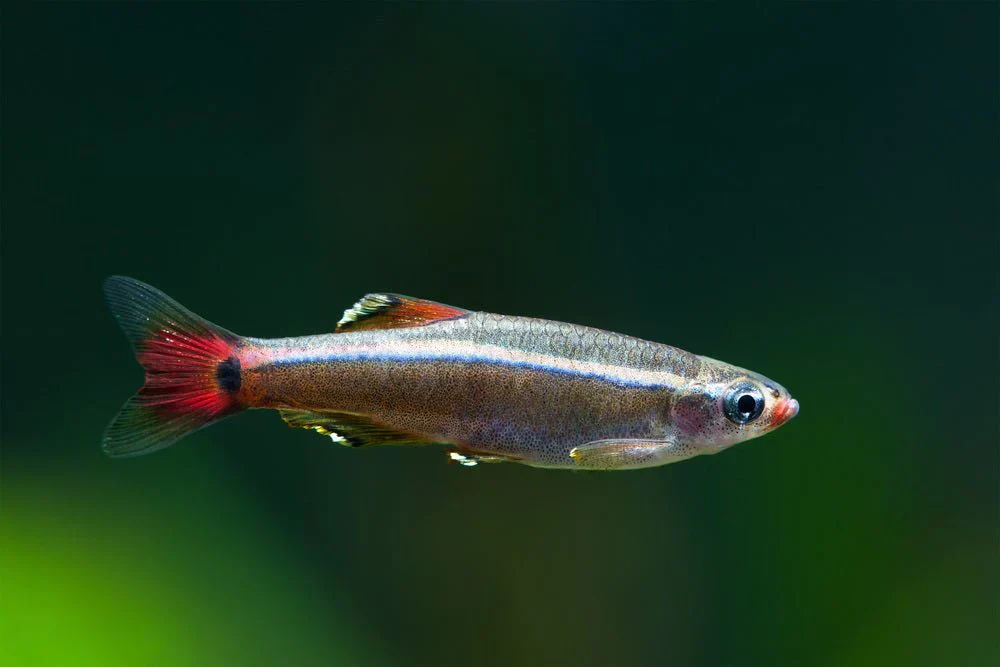 White Cloud Minnow - Image 2