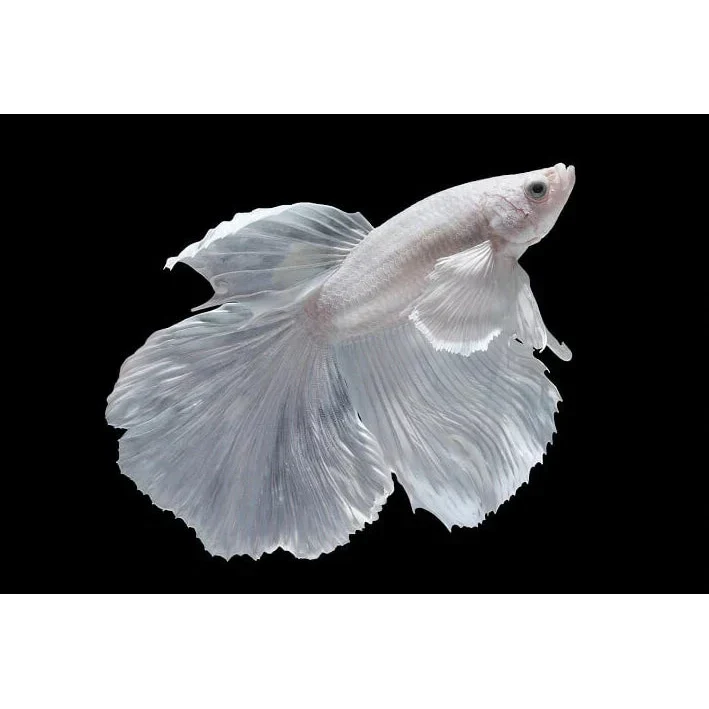 White Halfmoon Betta (Male) - Image 2