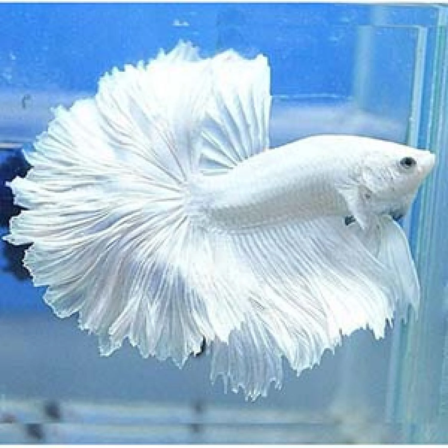 White Halfmoon Betta (Male) - Image 3