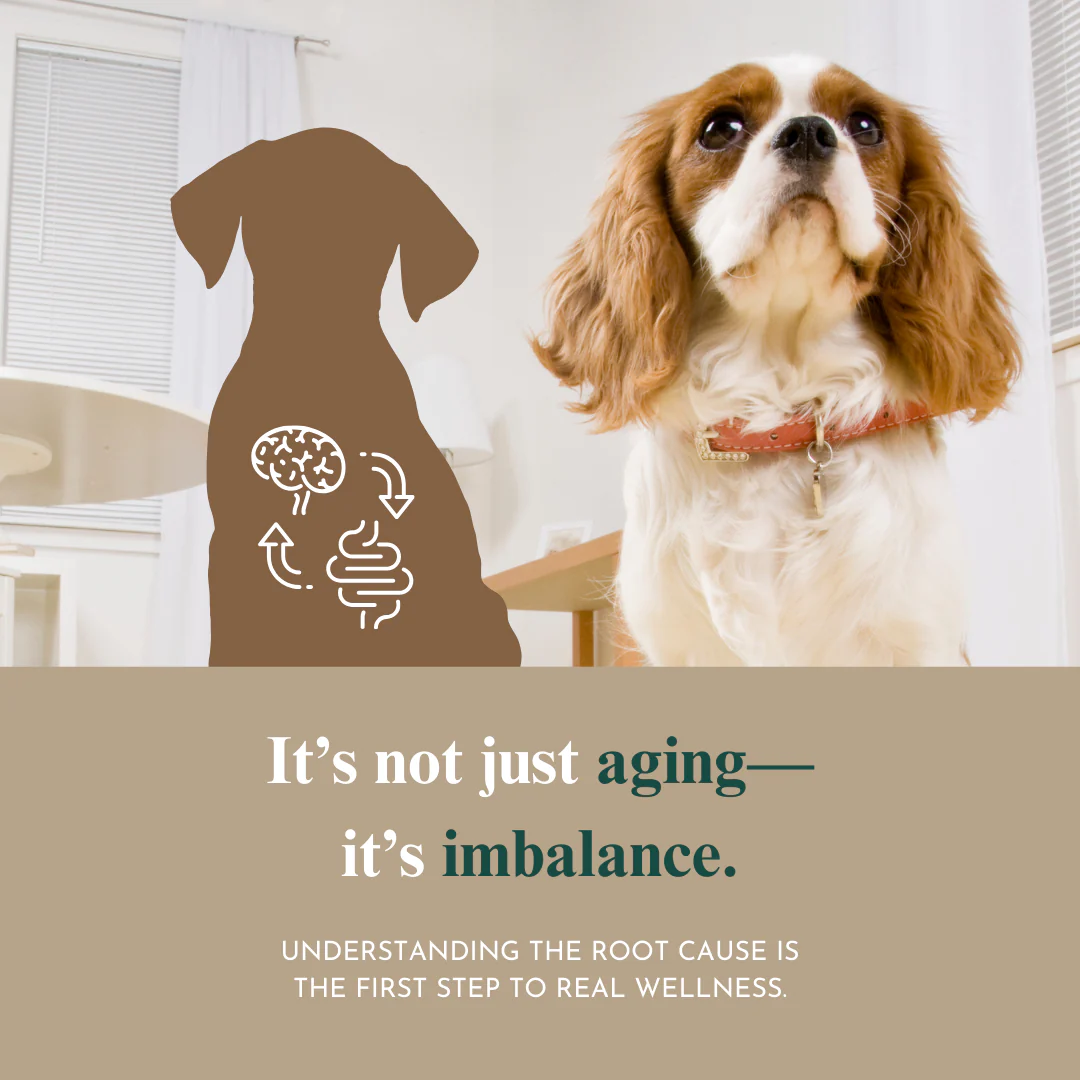 Whole Pet Wellness Academy: The Pet Parent Holistic Health Toolkit - Image 3