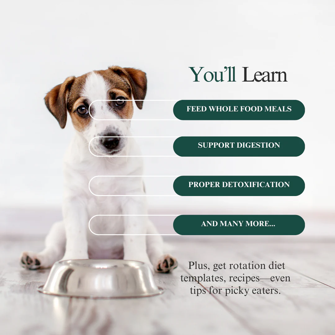 Whole Pet Wellness Academy: The Pet Parent Holistic Health Toolkit - Image 5