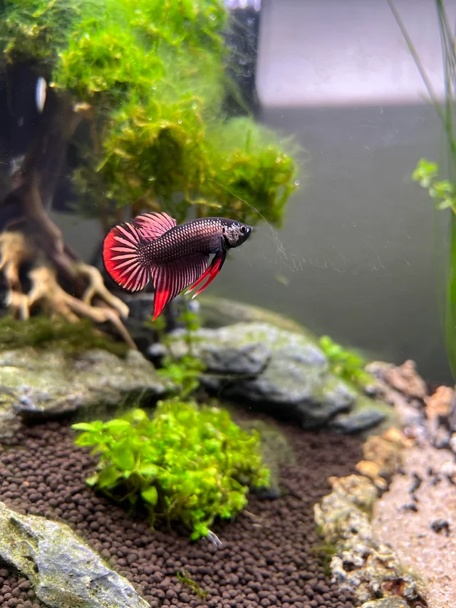 Wild bettas Type (Male) - Image 2