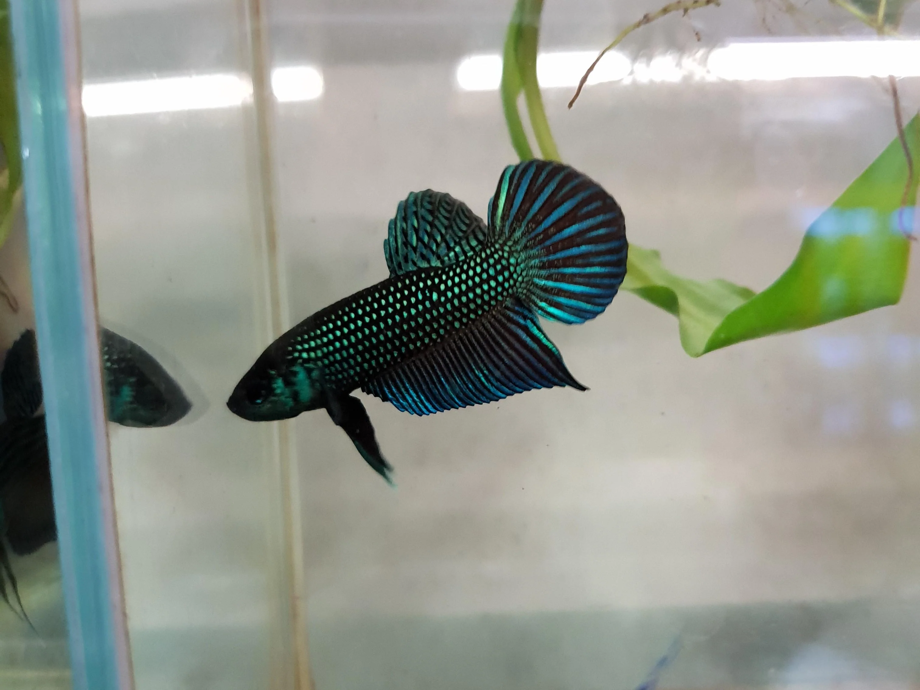 Wild bettas Type (Male) - Image 3