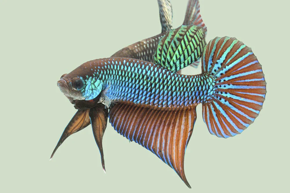 Wild bettas Type (Male) - Image 4