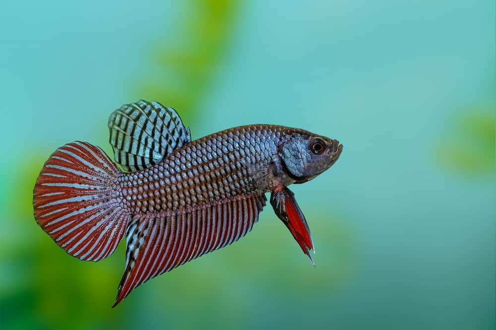 Wild bettas Type (Male) - Image 5