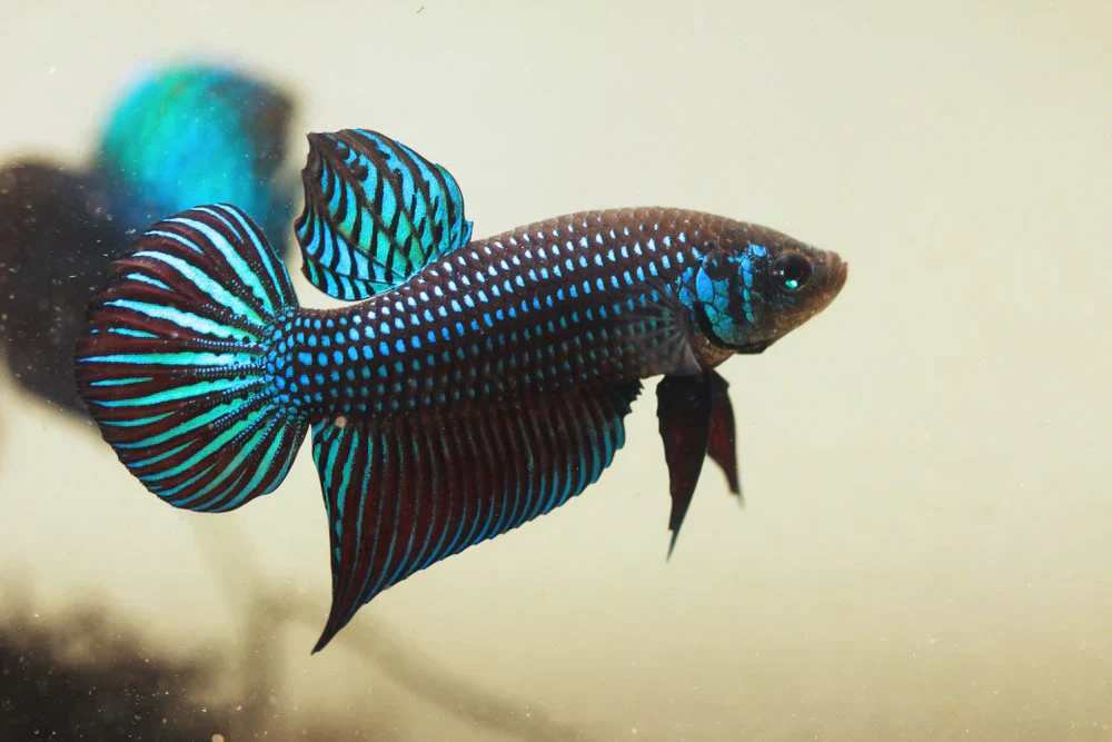 Wild bettas Type (Male) - Image 6
