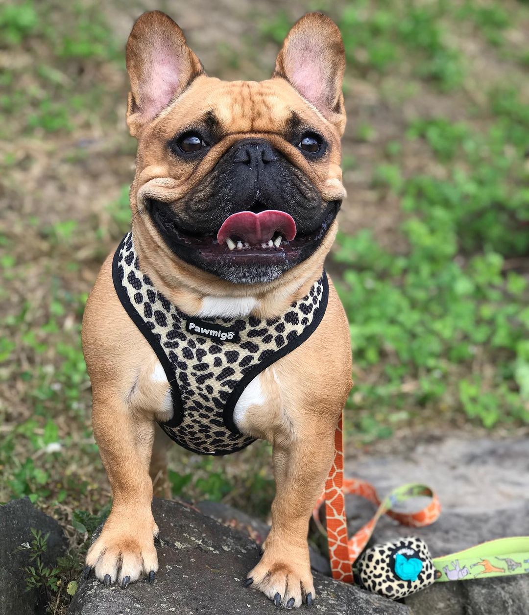 Wild Thing Leash Kit - Image 2