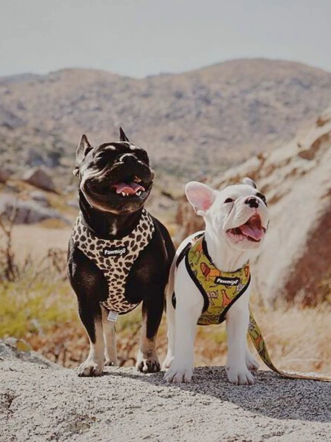 Wild Thing Leash Kit - Image 3