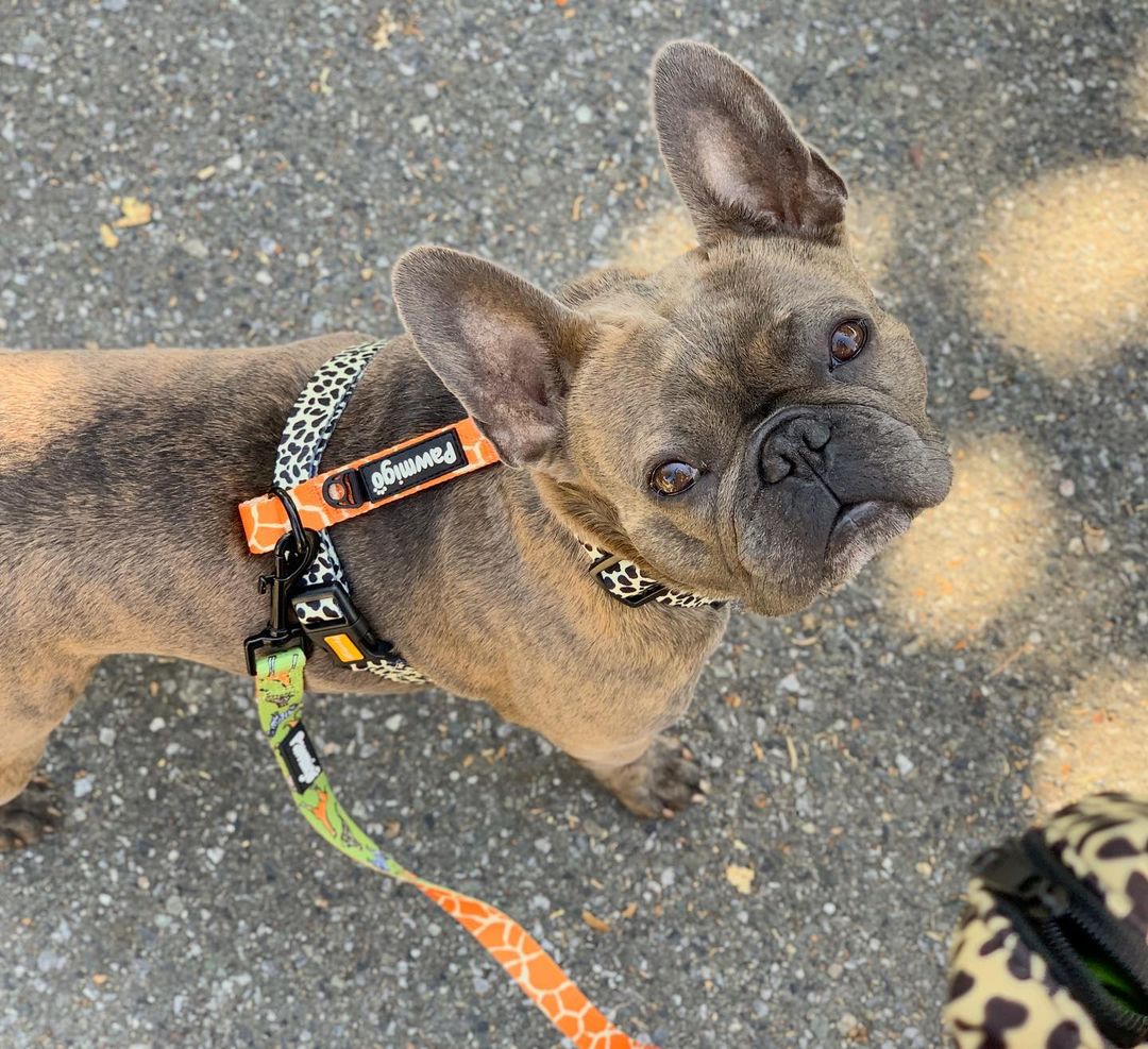 Wild Thing Leash Kit - Image 4