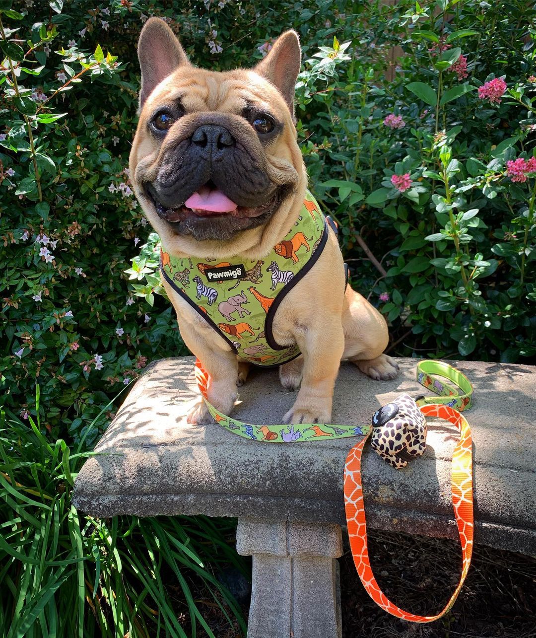 Wild Thing Reversible Harness - Image 7