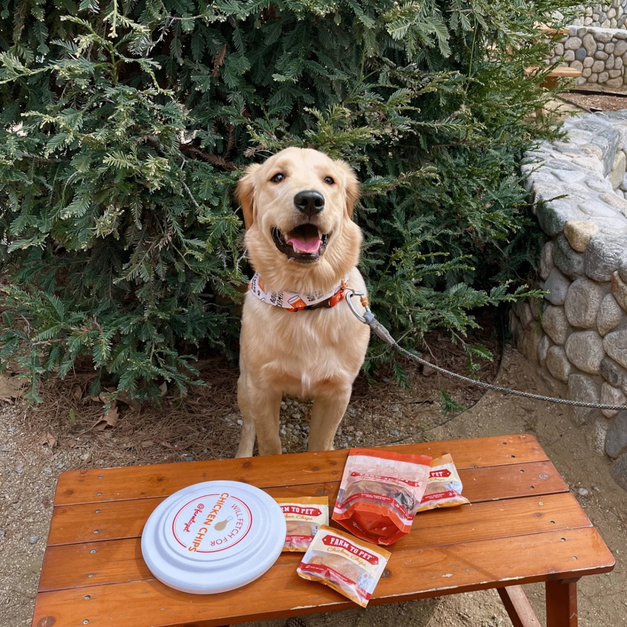 Will Fetch for Chicken Chips Dog Frisbee | Fun Toy for Dogs and Humans - Image 3