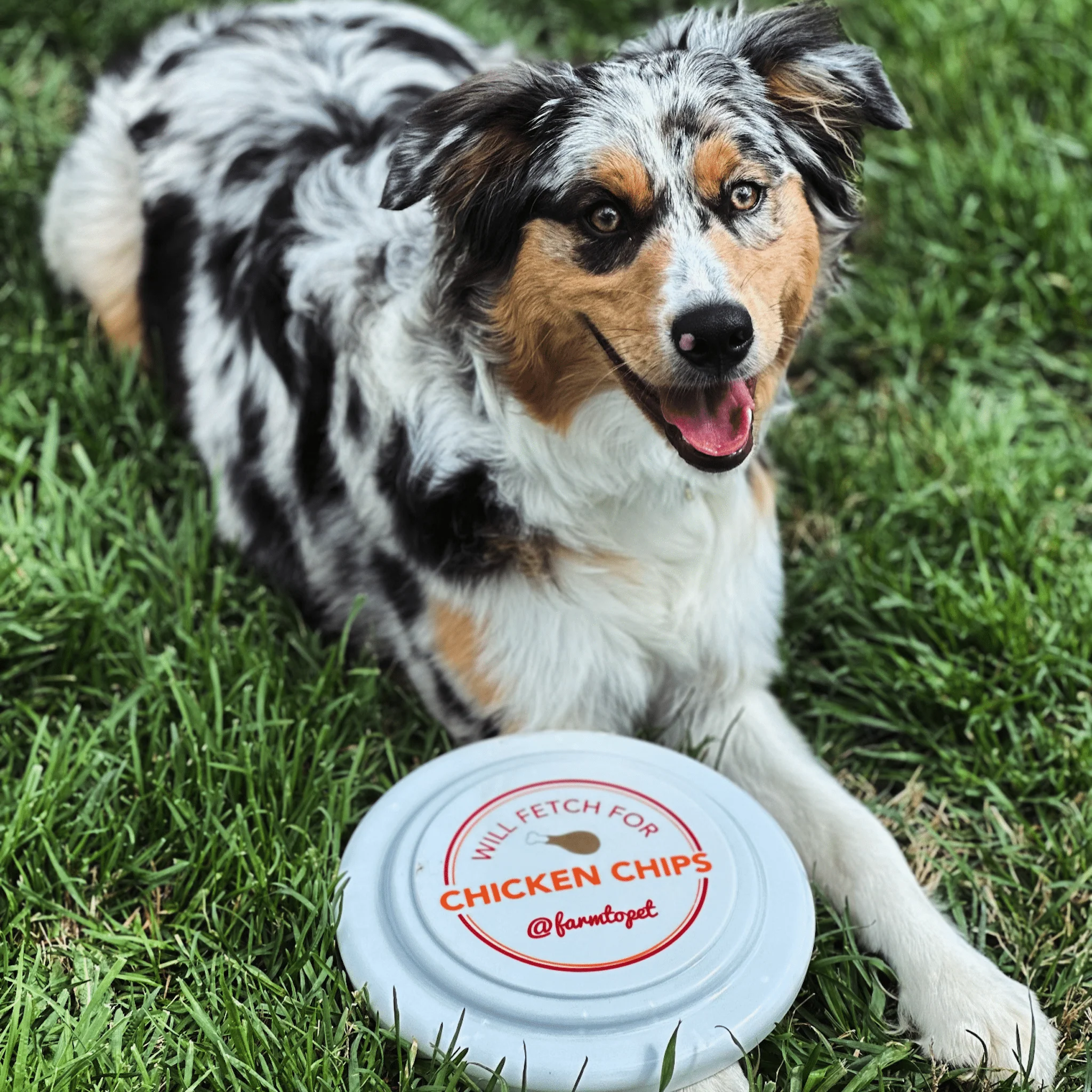 Will Fetch for Chicken Chips Dog Frisbee | Fun Toy for Dogs and Humans - Image 4