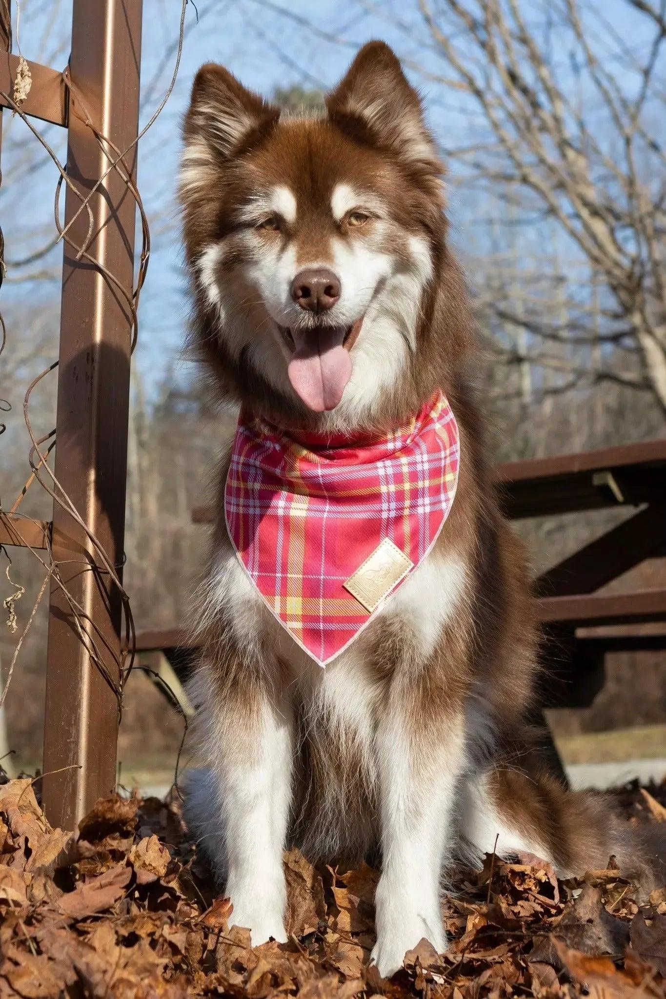 Wine Plaid Dog Bandana - Image 2
