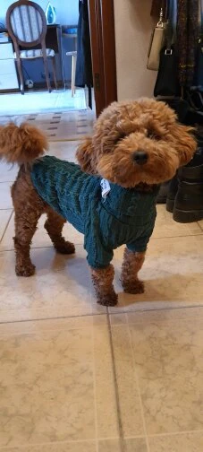 Winter Warm Knitted Turtleneck Sweater for Small Dogs or Cats - Image 12